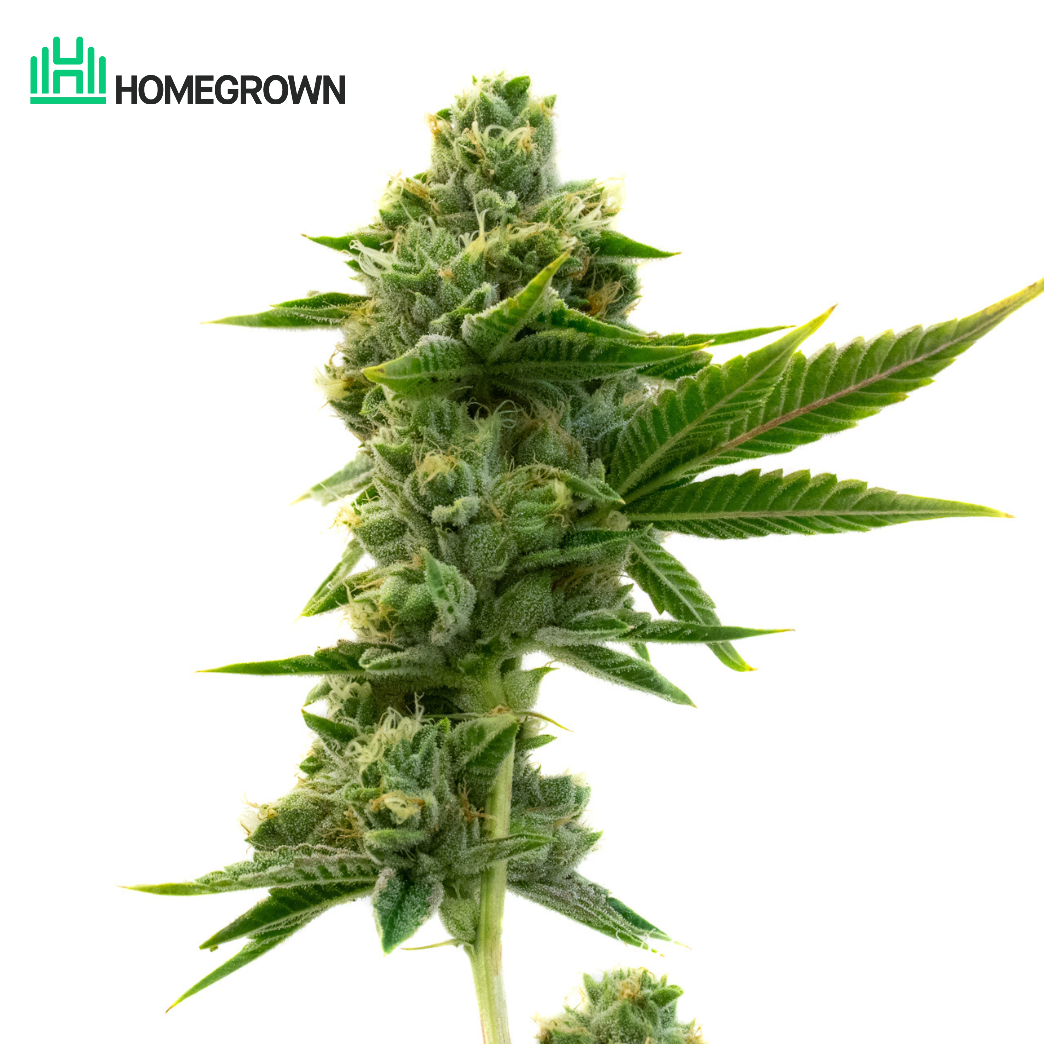 Durban Poison Feminized Cannabis Seeds