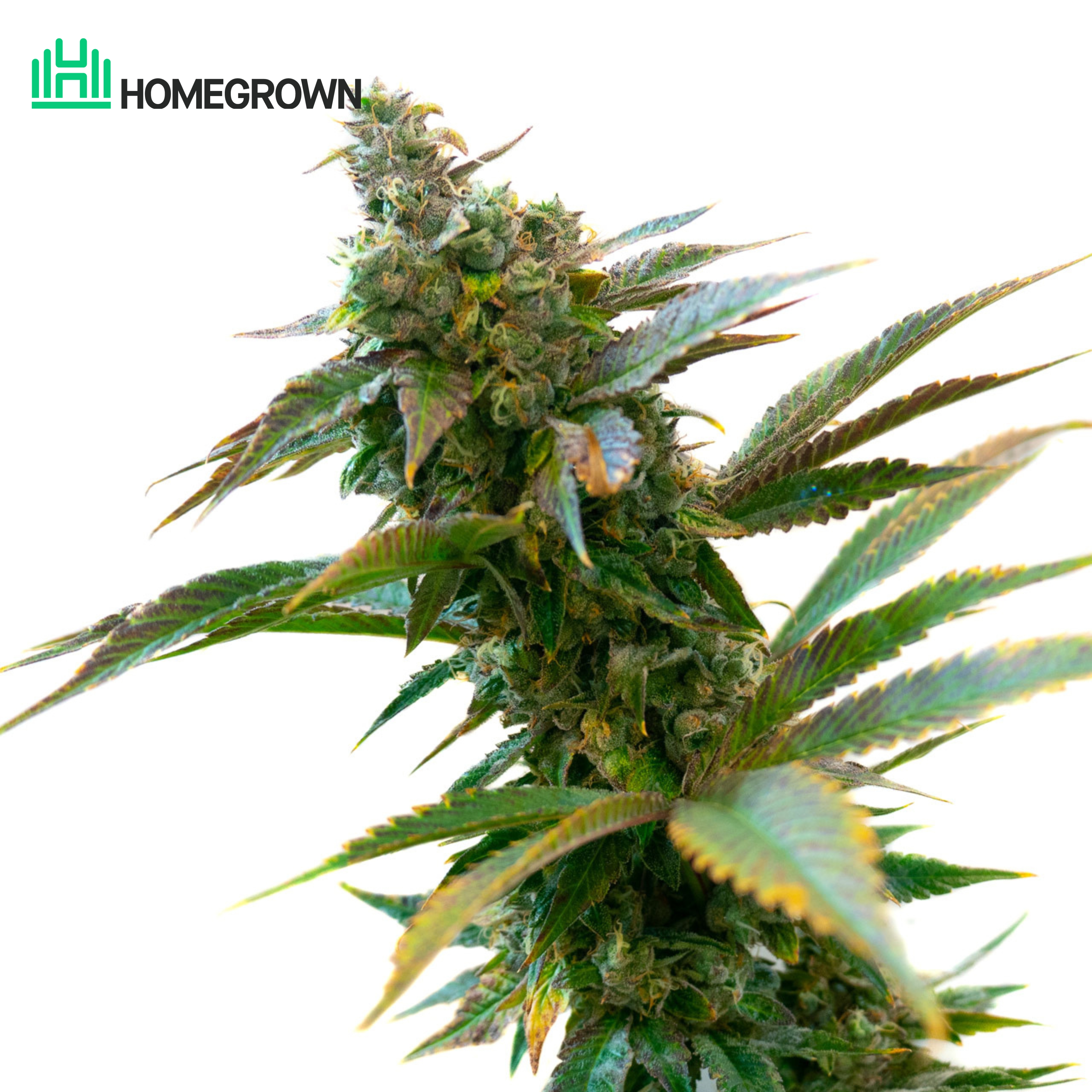 Gelato Feminized Cannabis Seeds