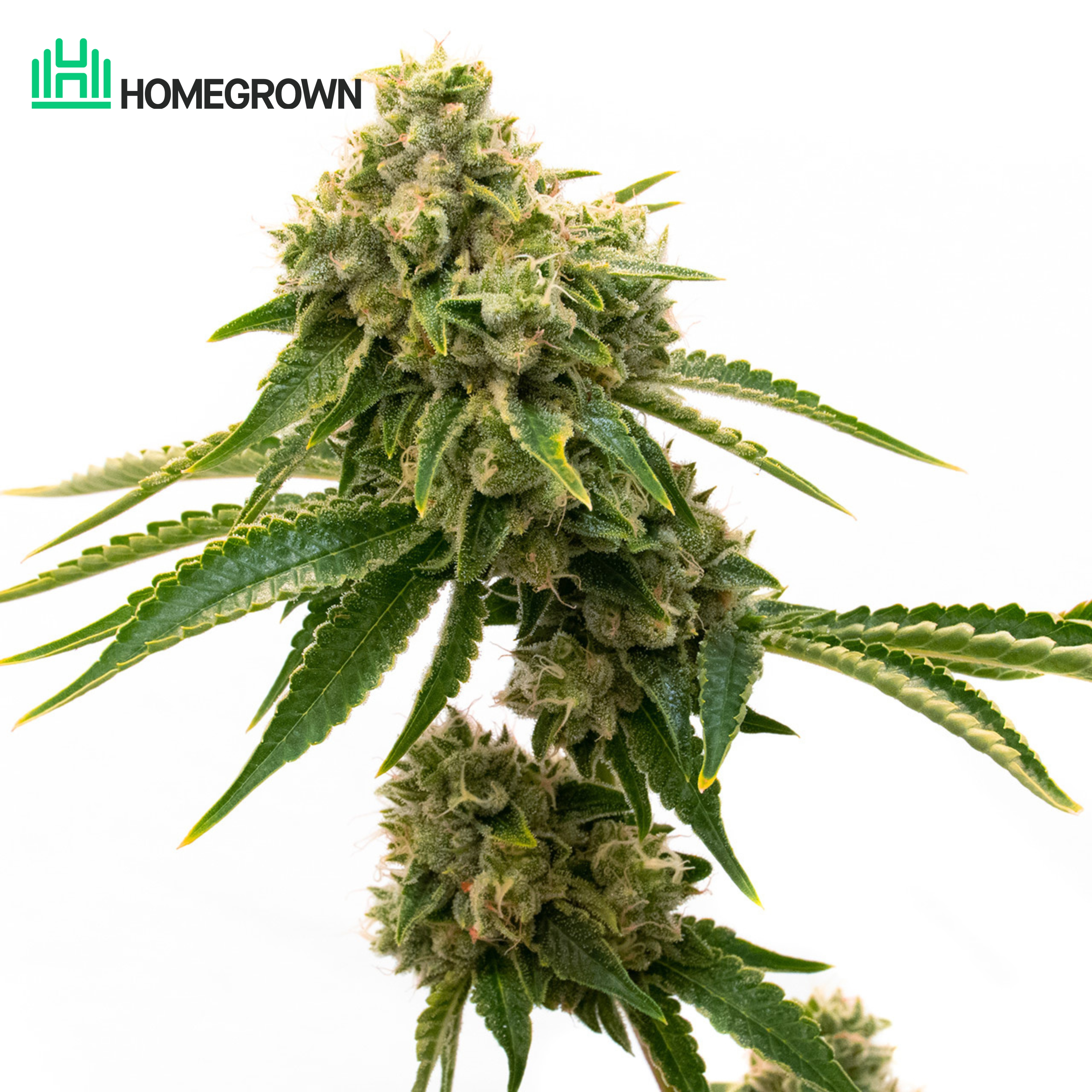 G13 Feminized Cannabis Seeds