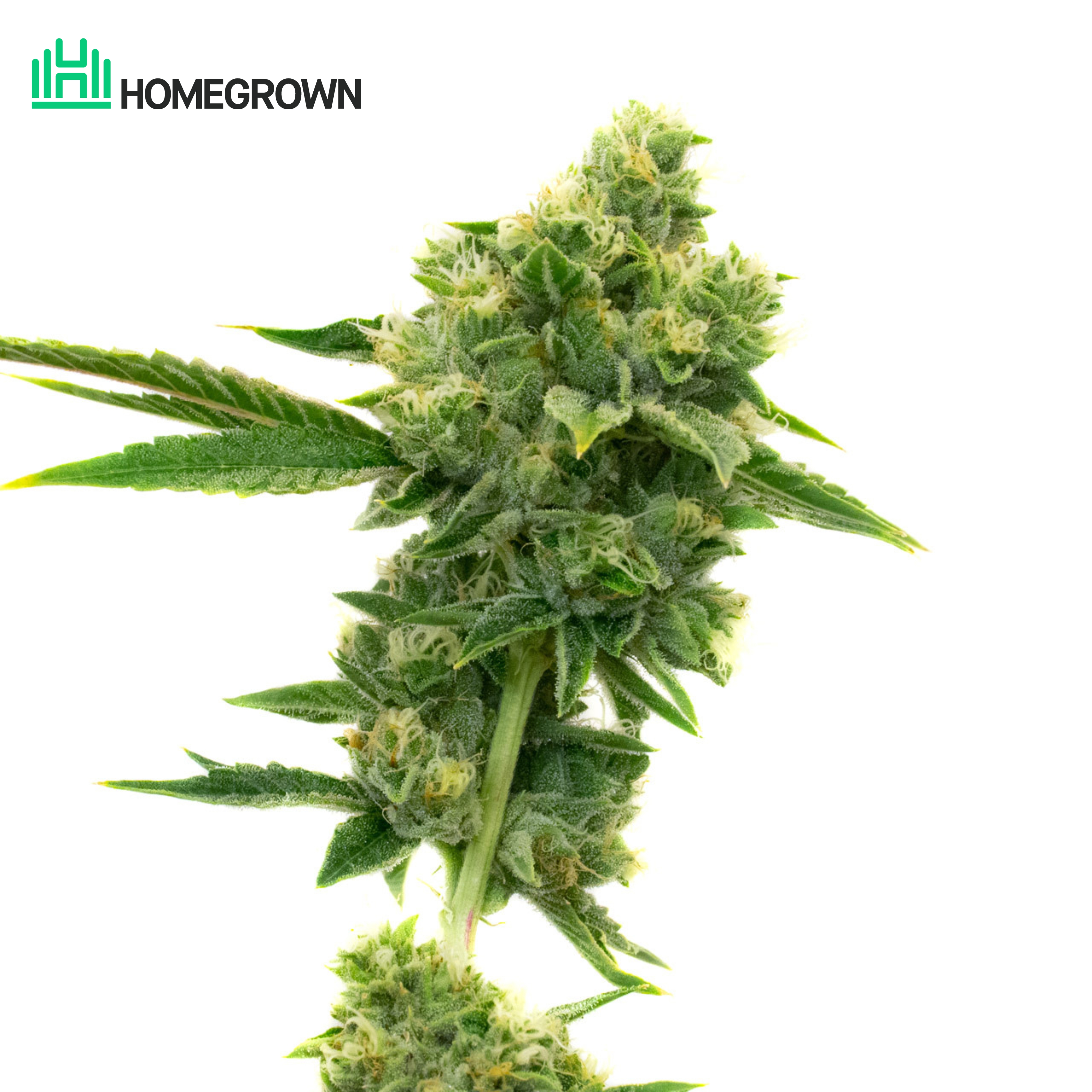 Goldleaf Autoflower Cannabis Seeds