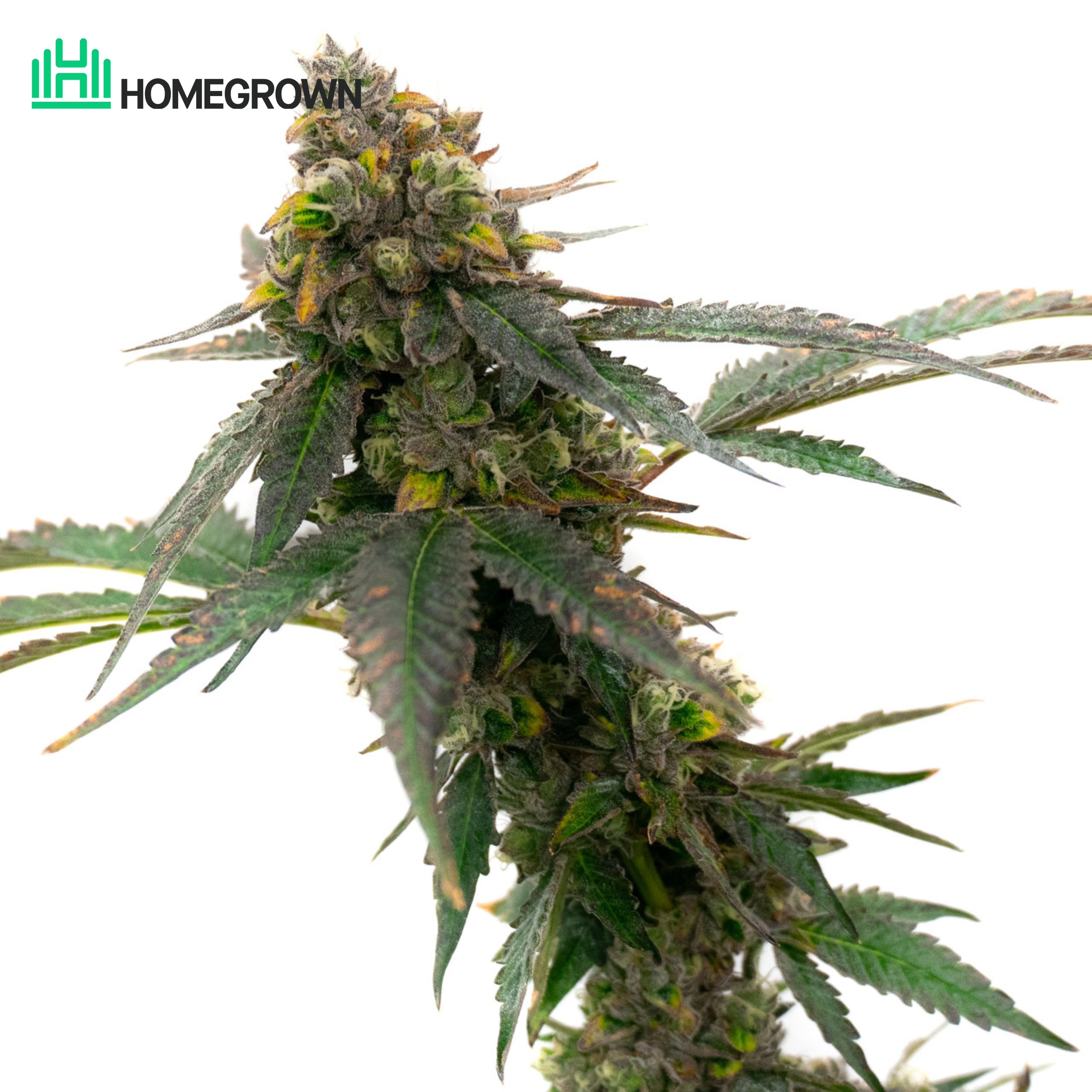 Girl Scout Cookies Feminized Cannabis Seeds