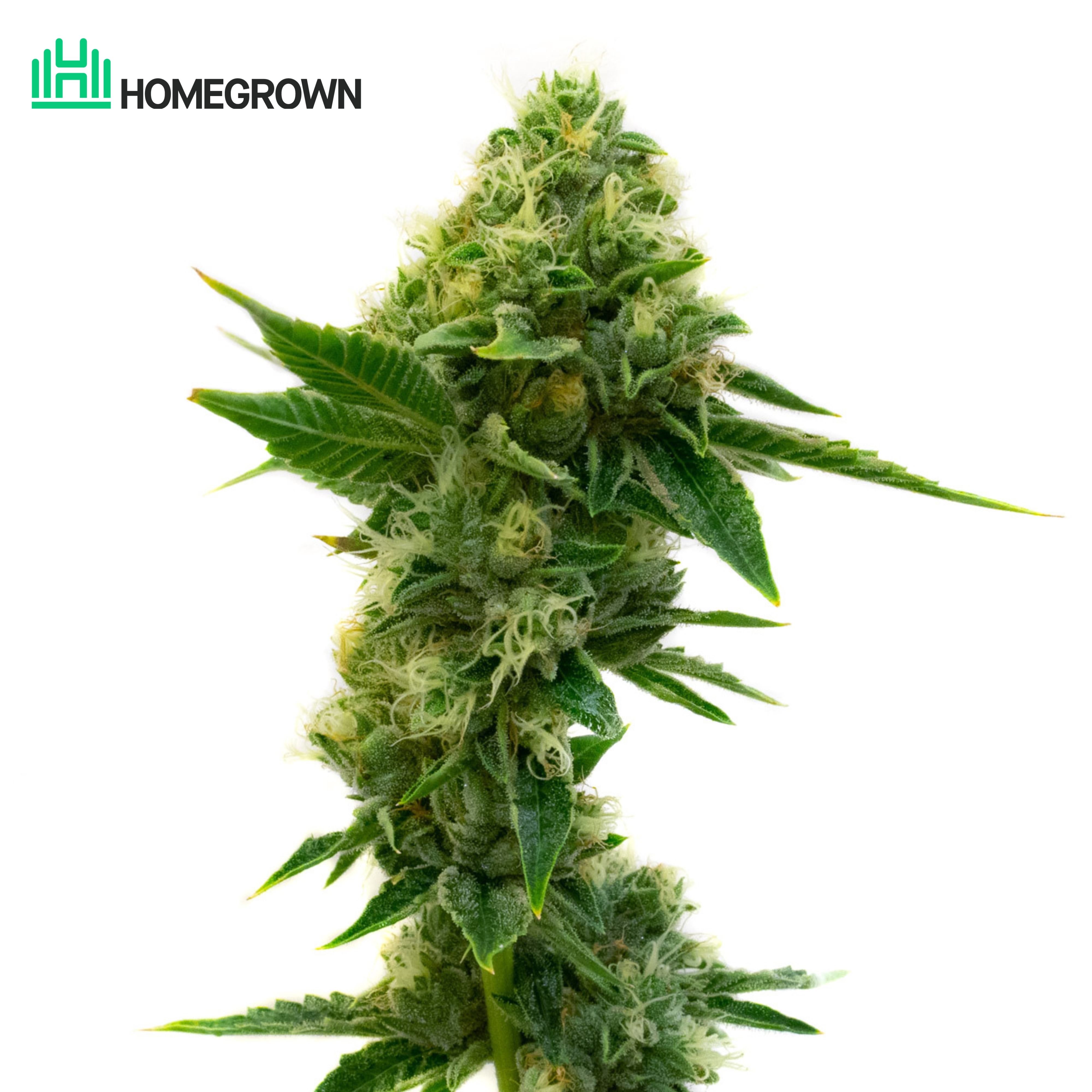 Green Crack Feminized Cannabis Seeds