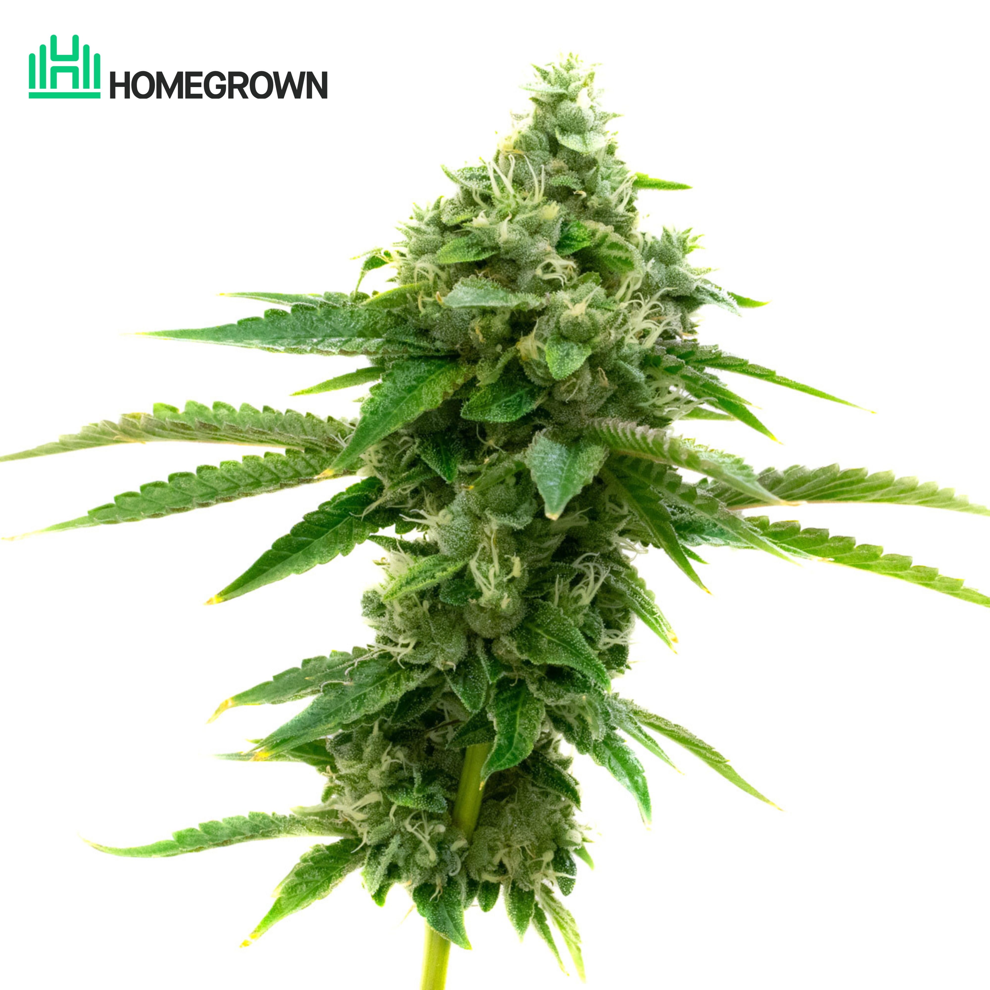 Jack Herer Feminized Cannabis Seeds