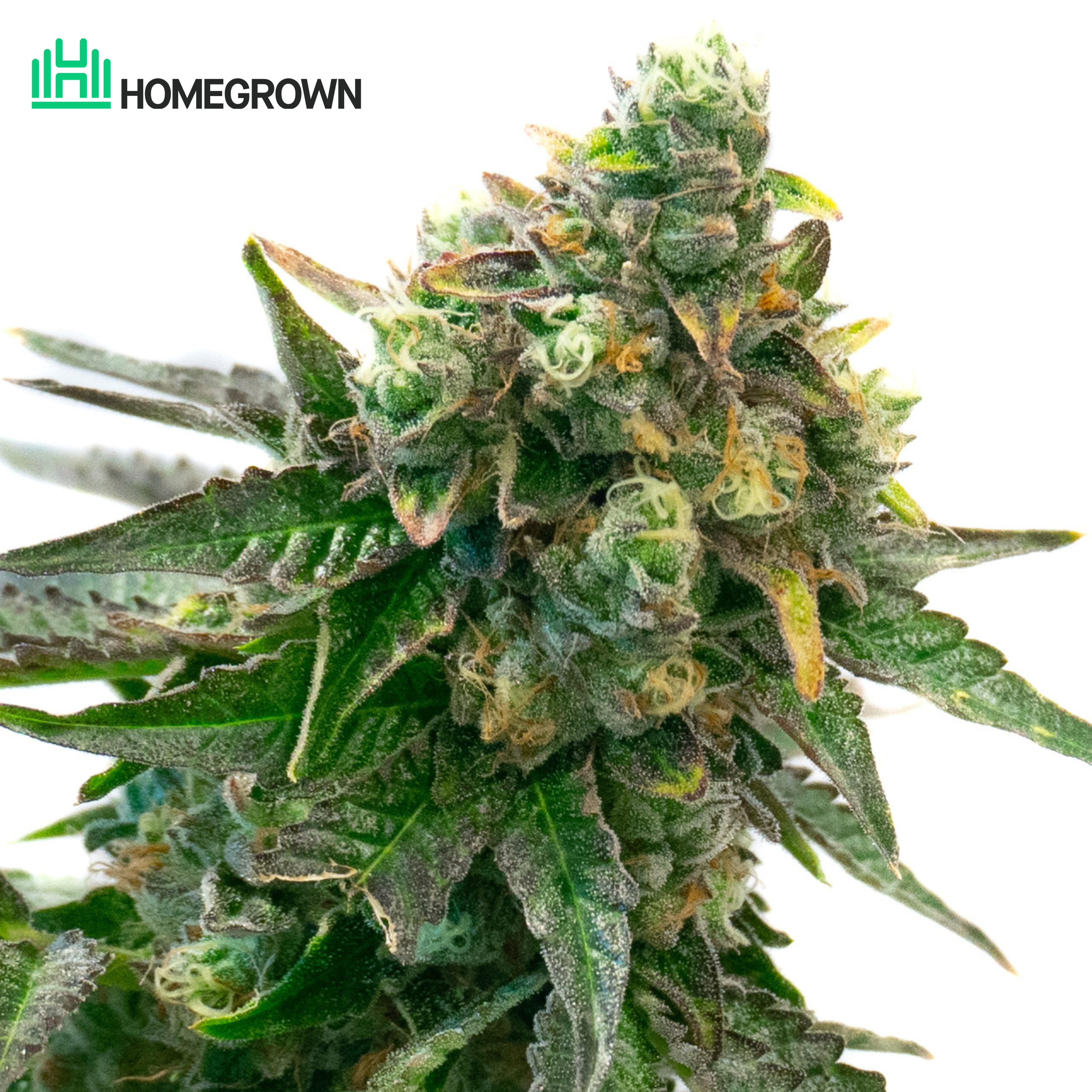Gorilla Glue #4 Feminized Cannabis Seeds