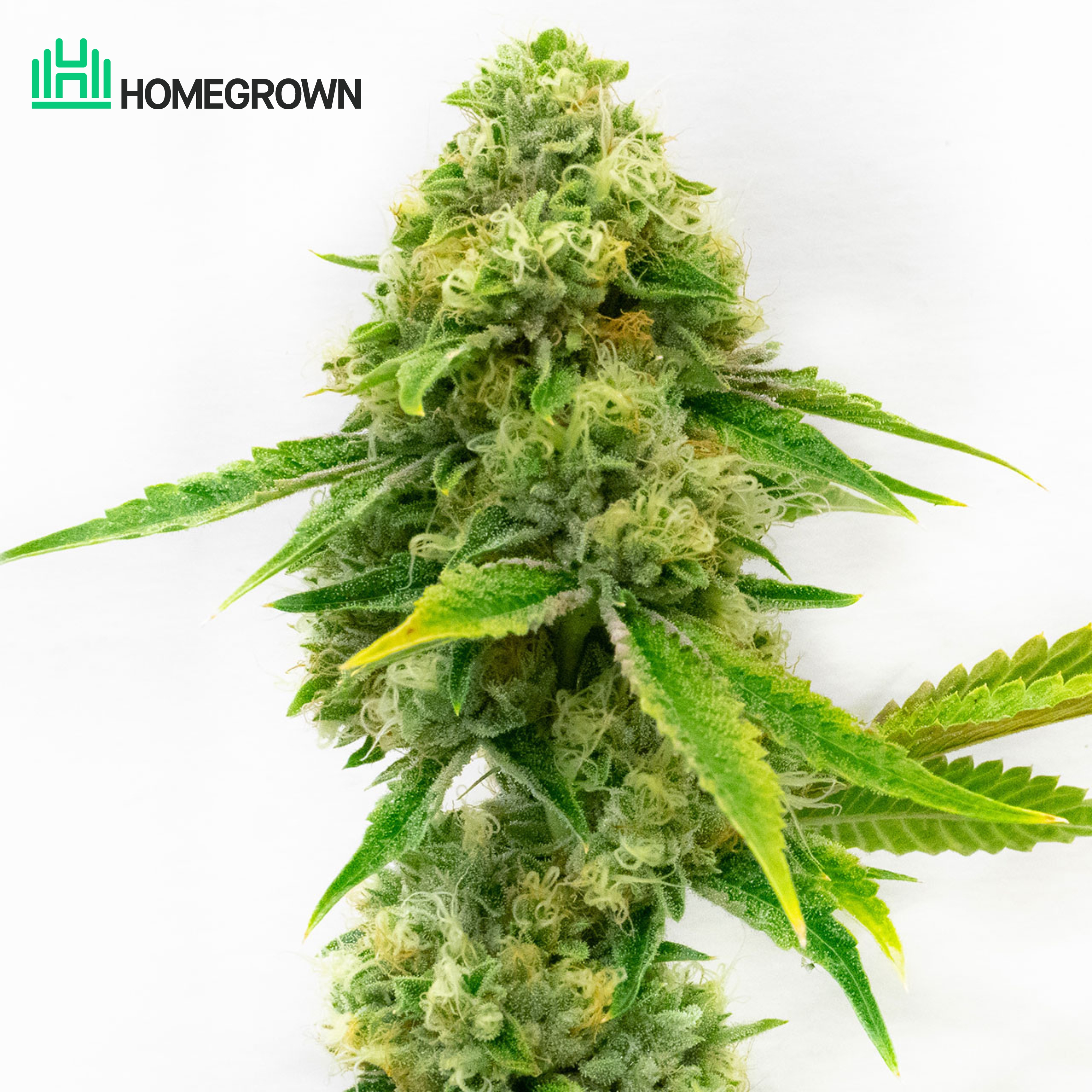 Harlequin Feminized Cannabis Seeds