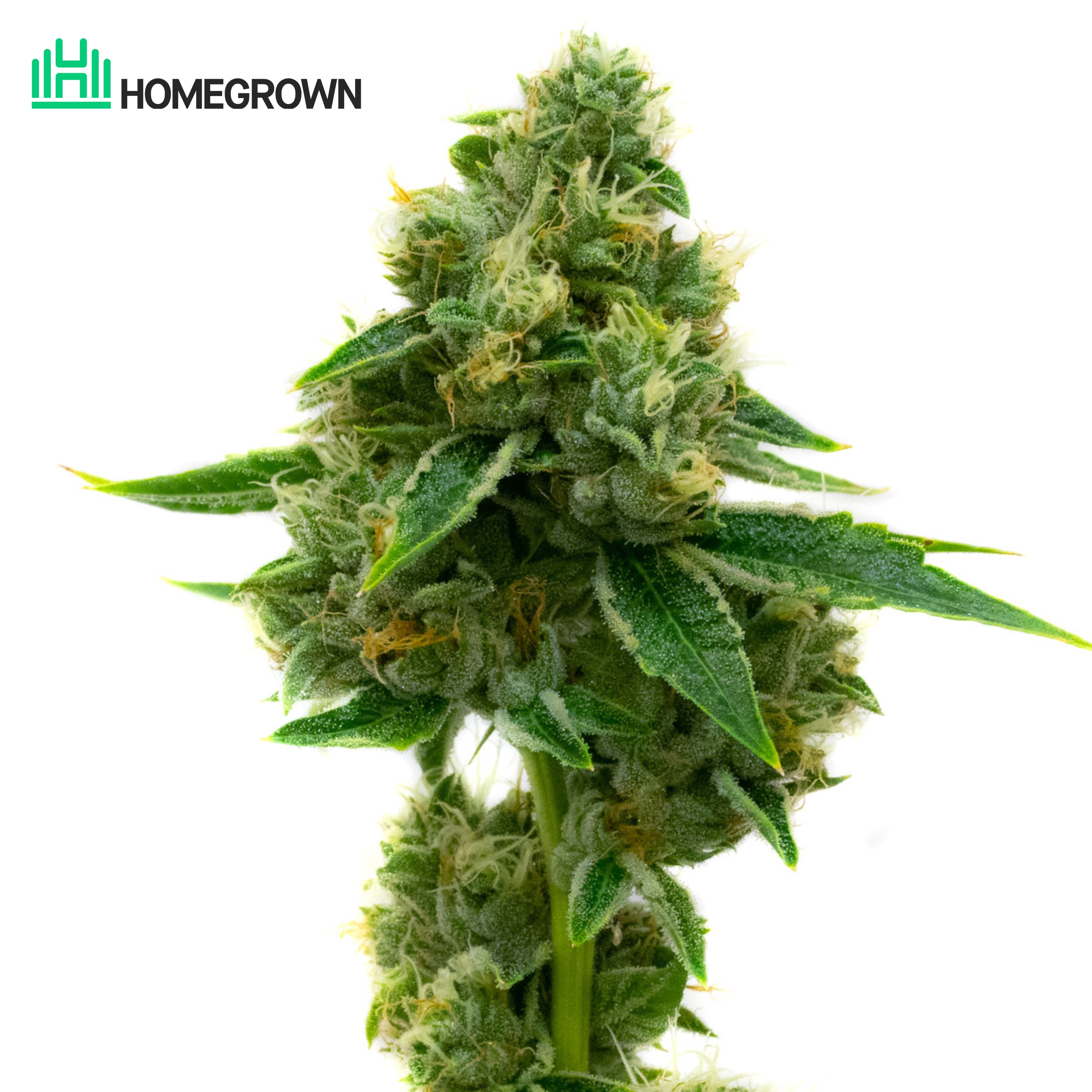 Hindu Kush Feminized Cannabis Seeds