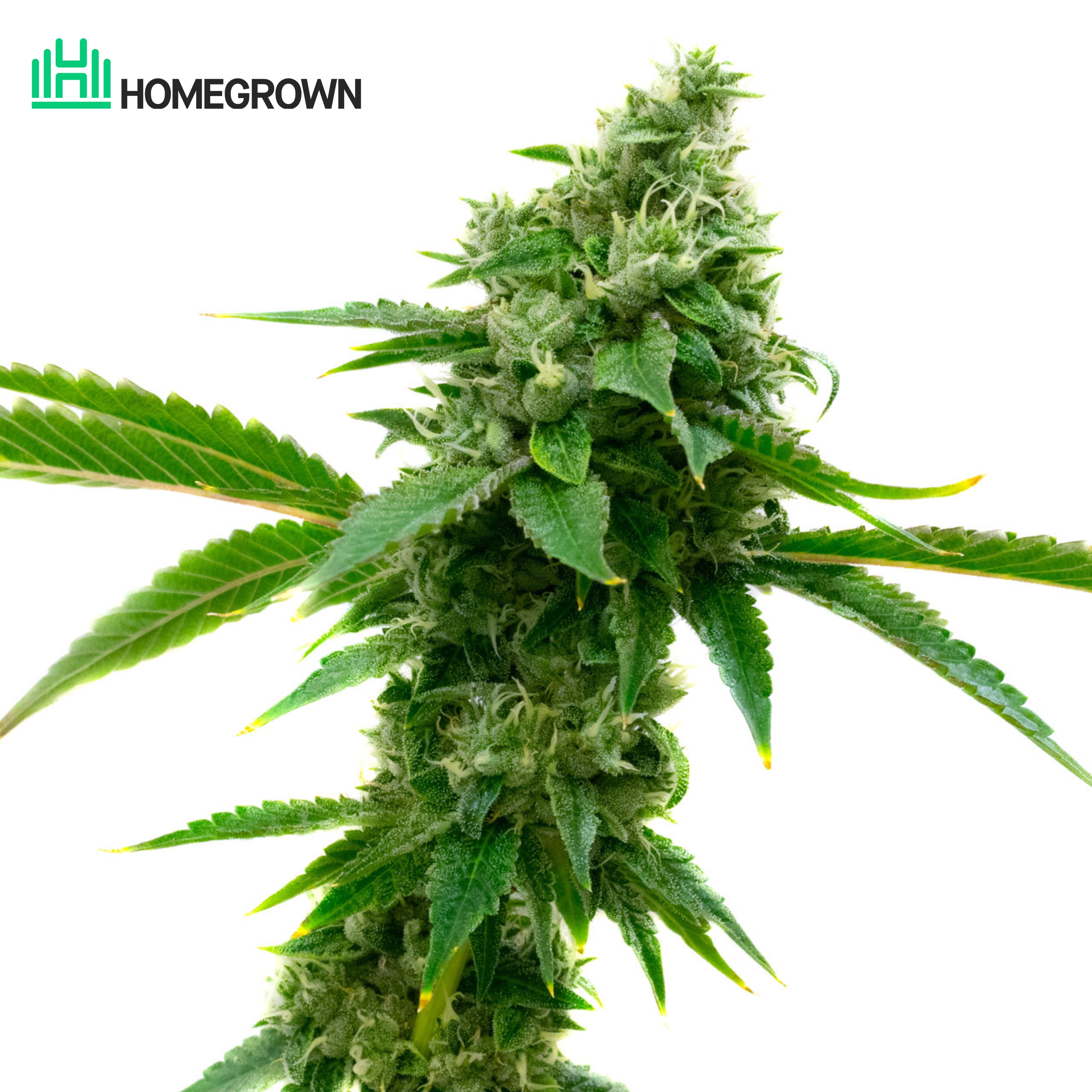 Jack Herer Autoflower Cannabis Seeds
