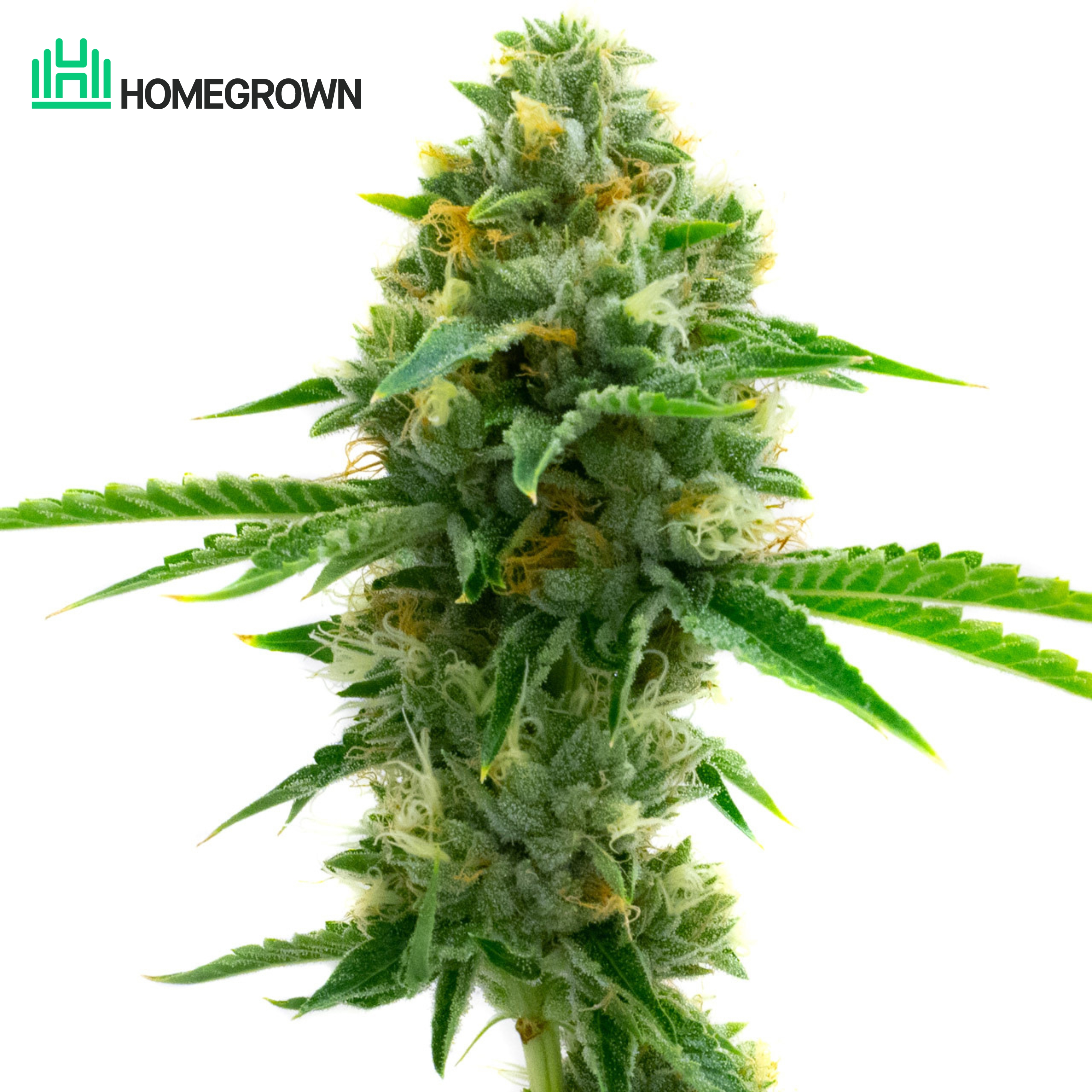 LSD Feminized Cannabis Seeds