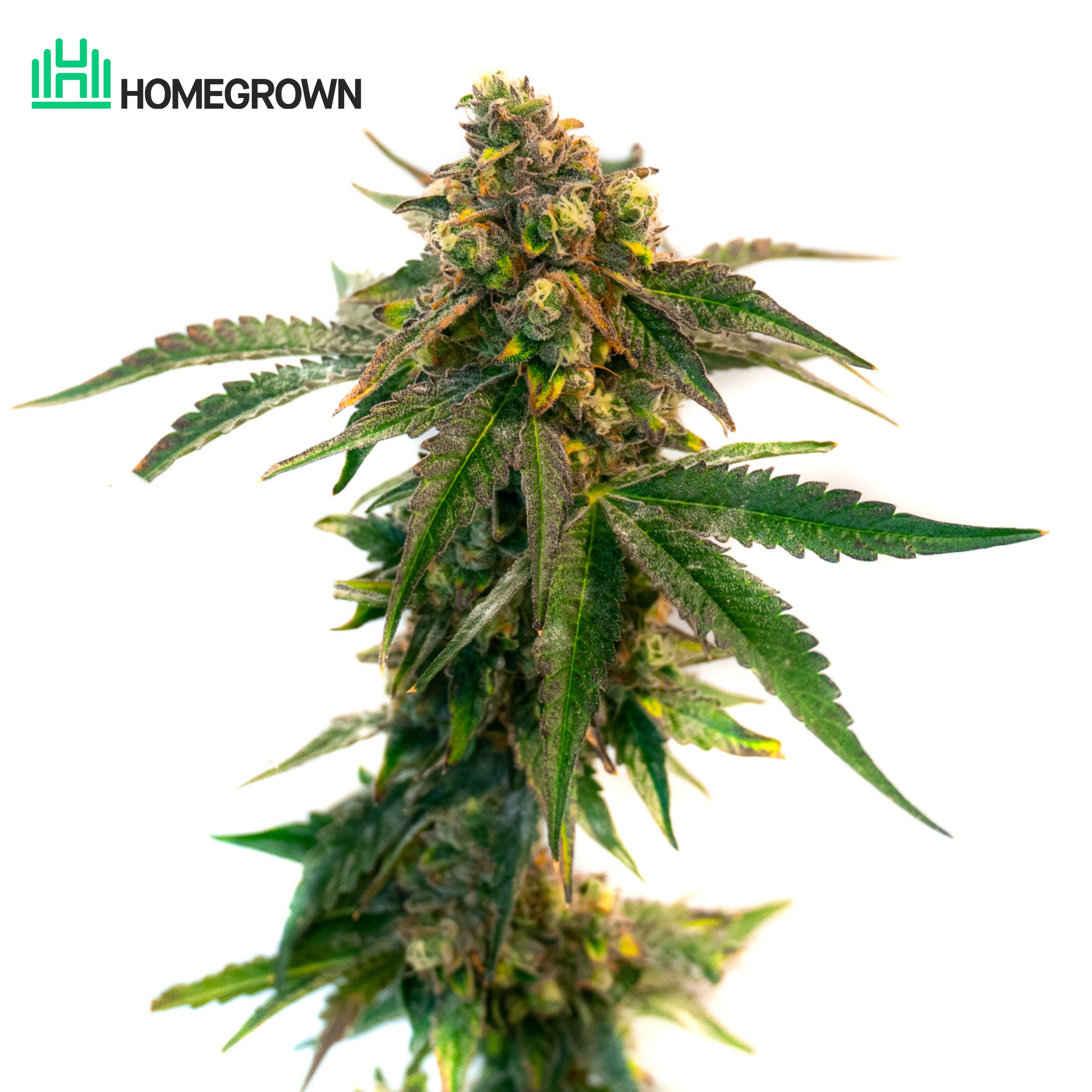 Maui Wowie Feminized Cannabis Seeds