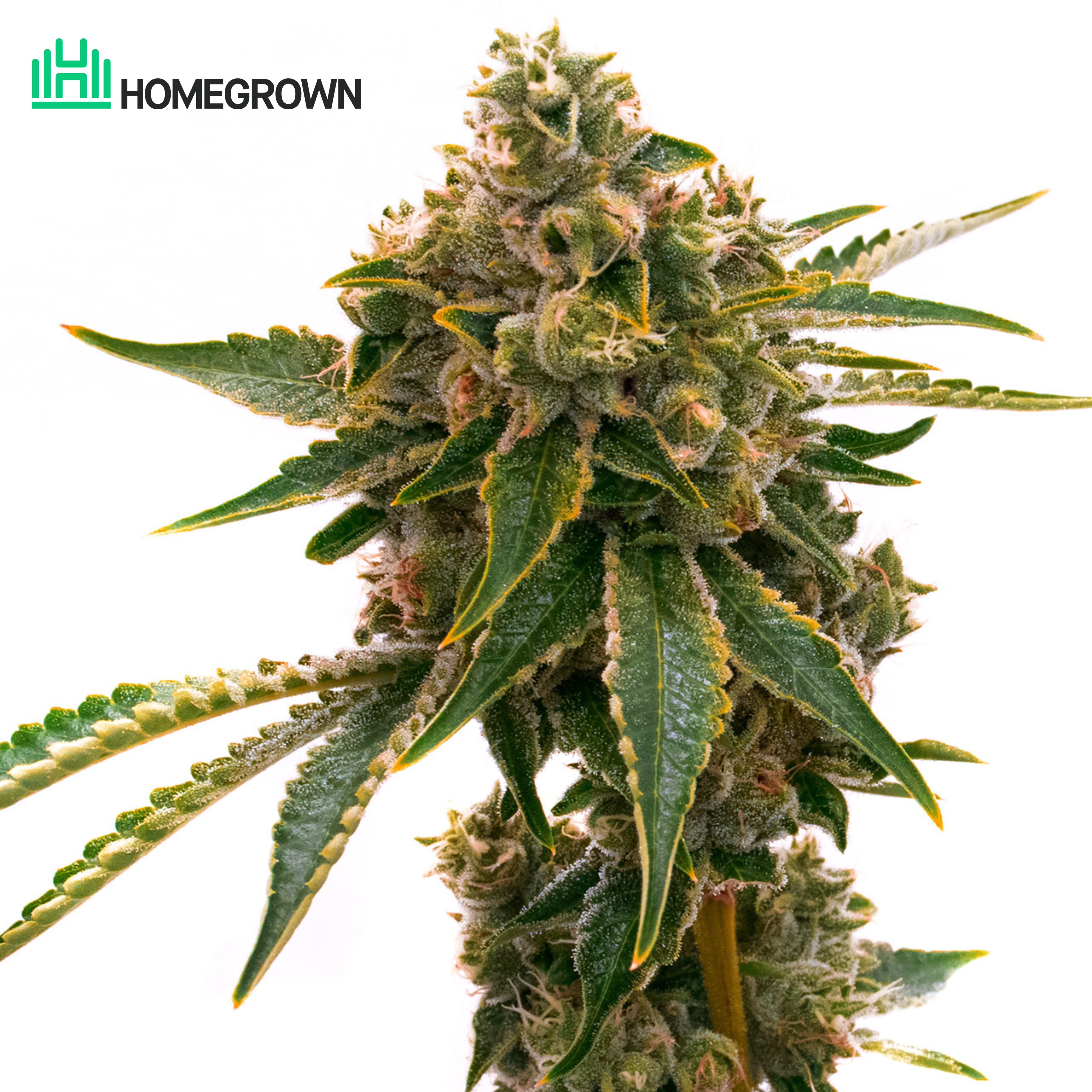 Mango Kush Feminized Cannabis Seeds