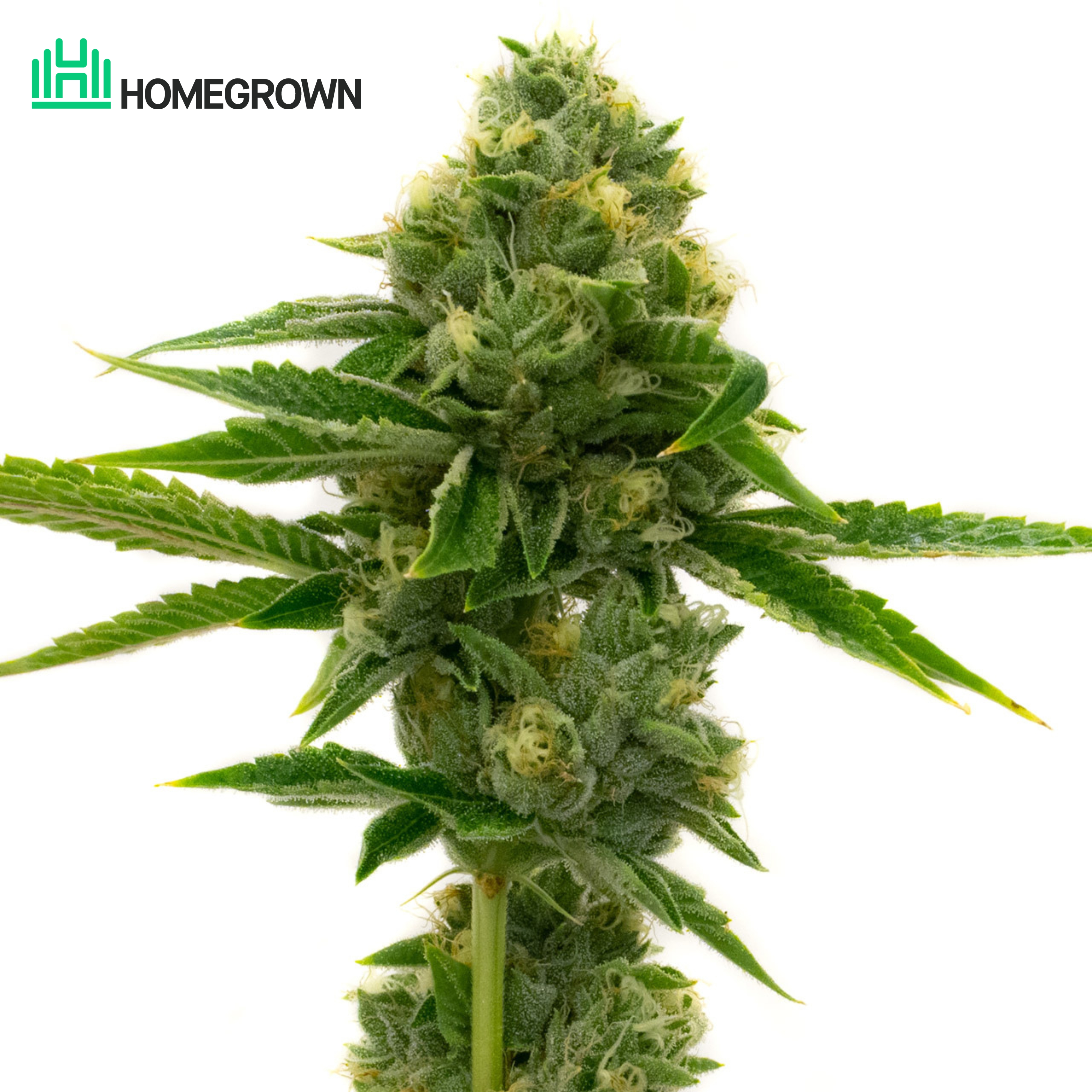 Northern Lights Feminized Cannabis Seeds