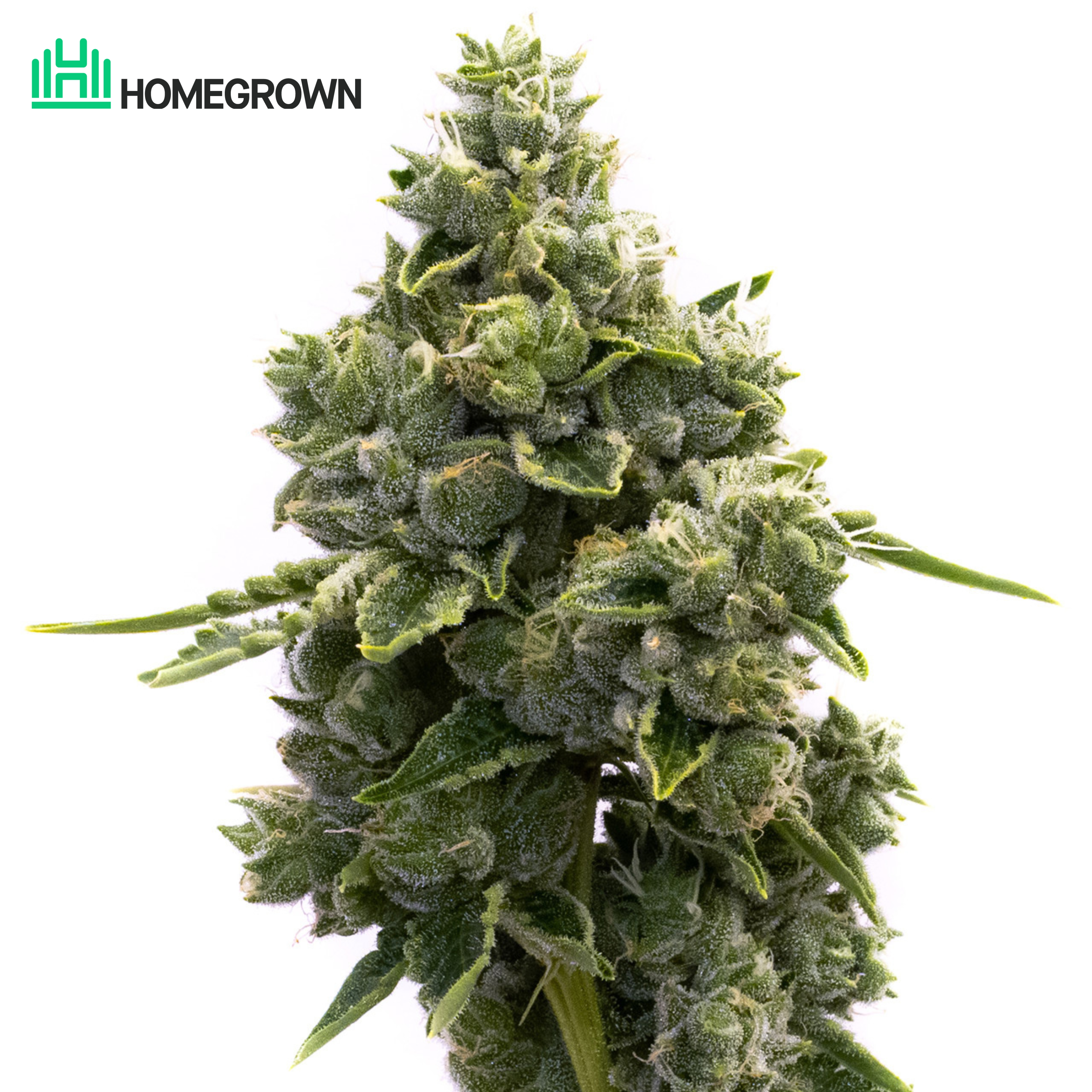NYC Diesel Autoflower Cannabis Seeds