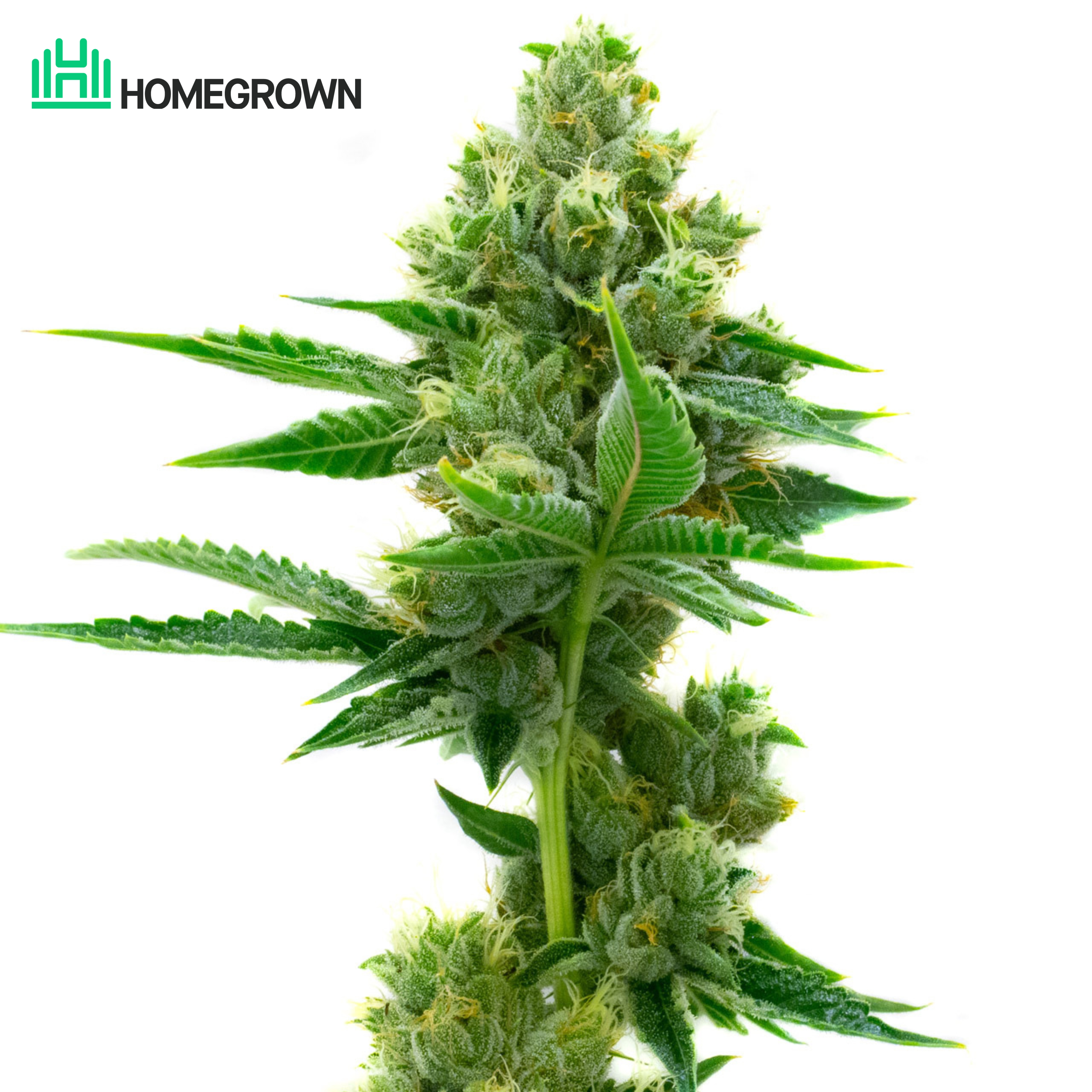 OG Kush Feminized Cannabis Seeds