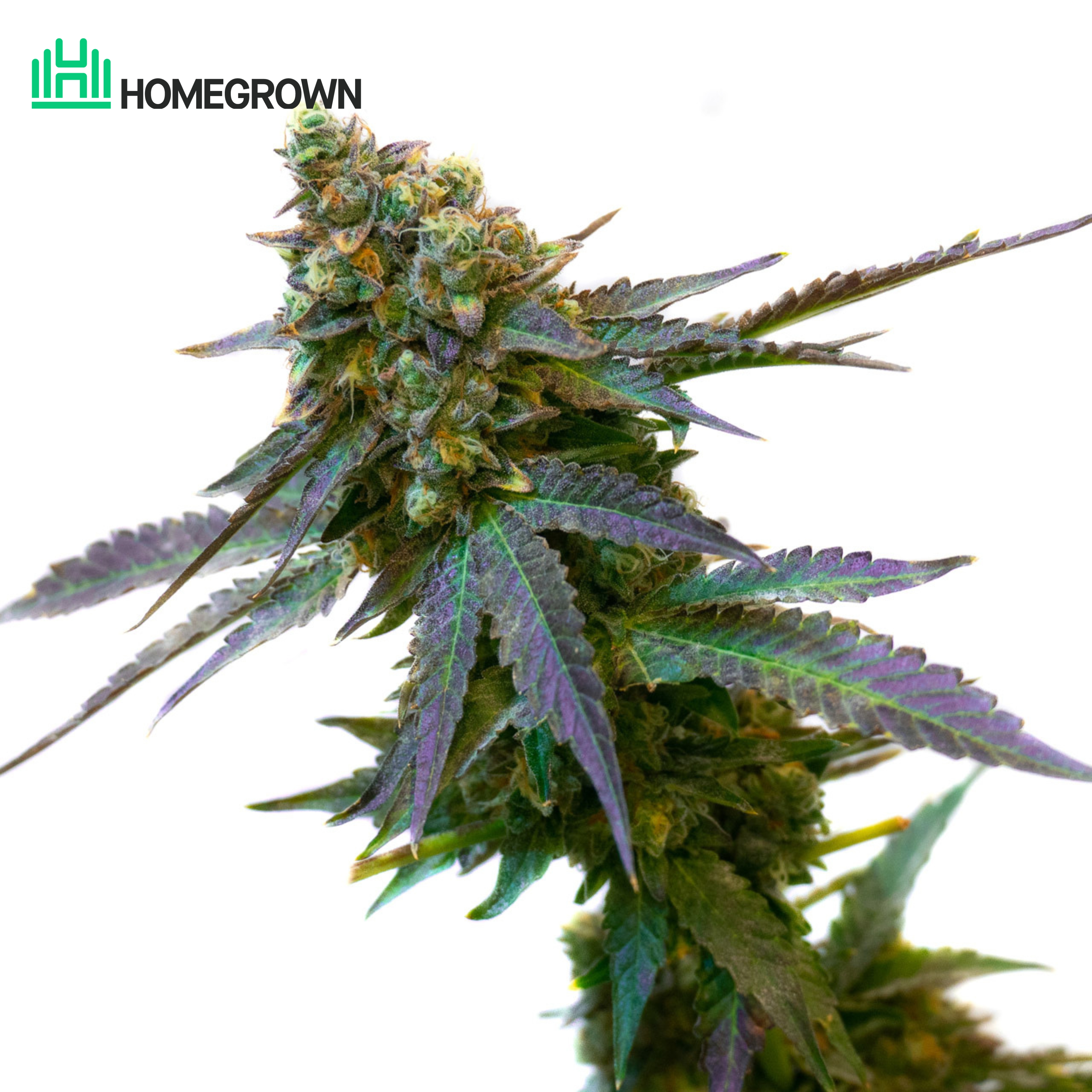 Purple Haze Feminized Cannabis Seeds