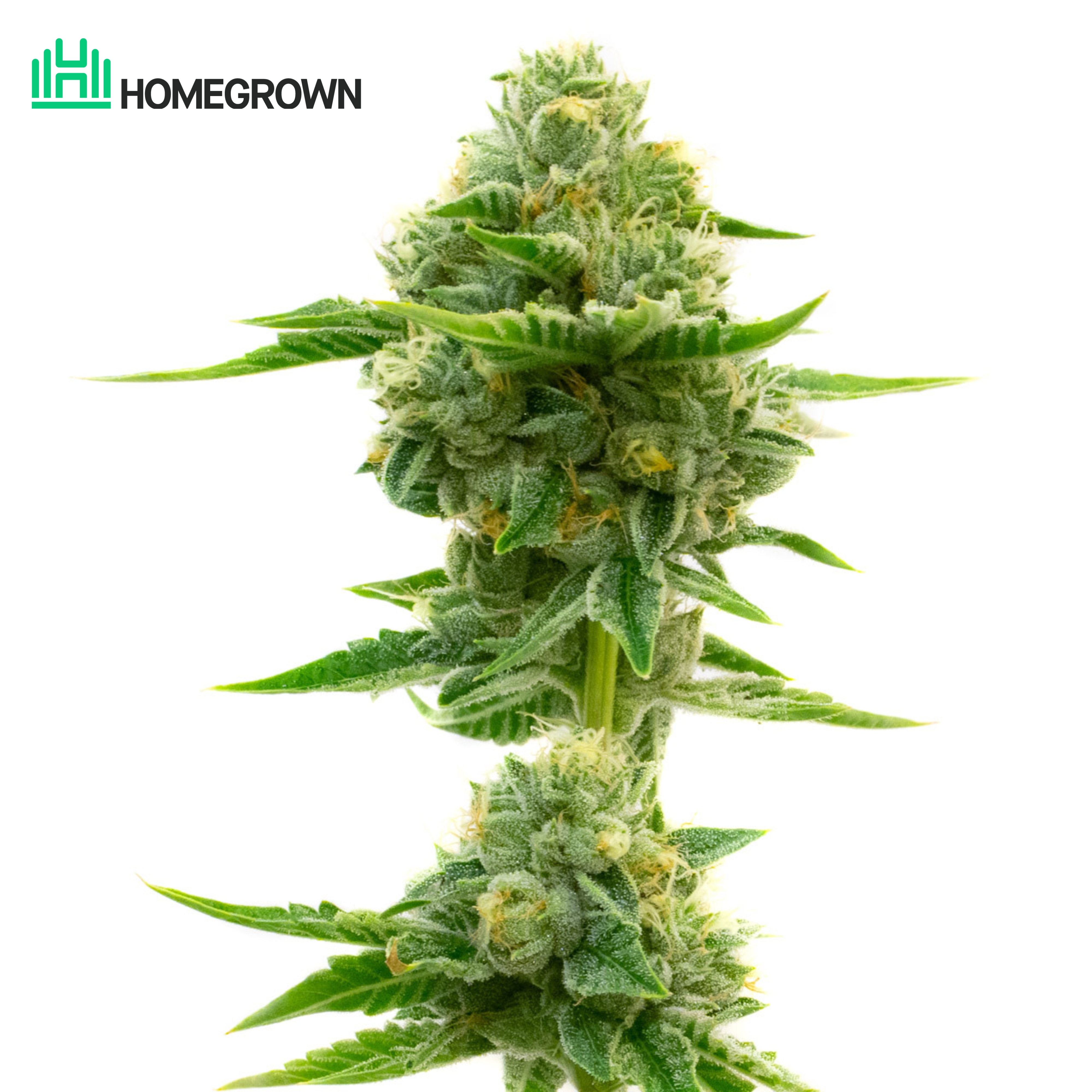 OG Kush Autoflower Cannabis Seeds