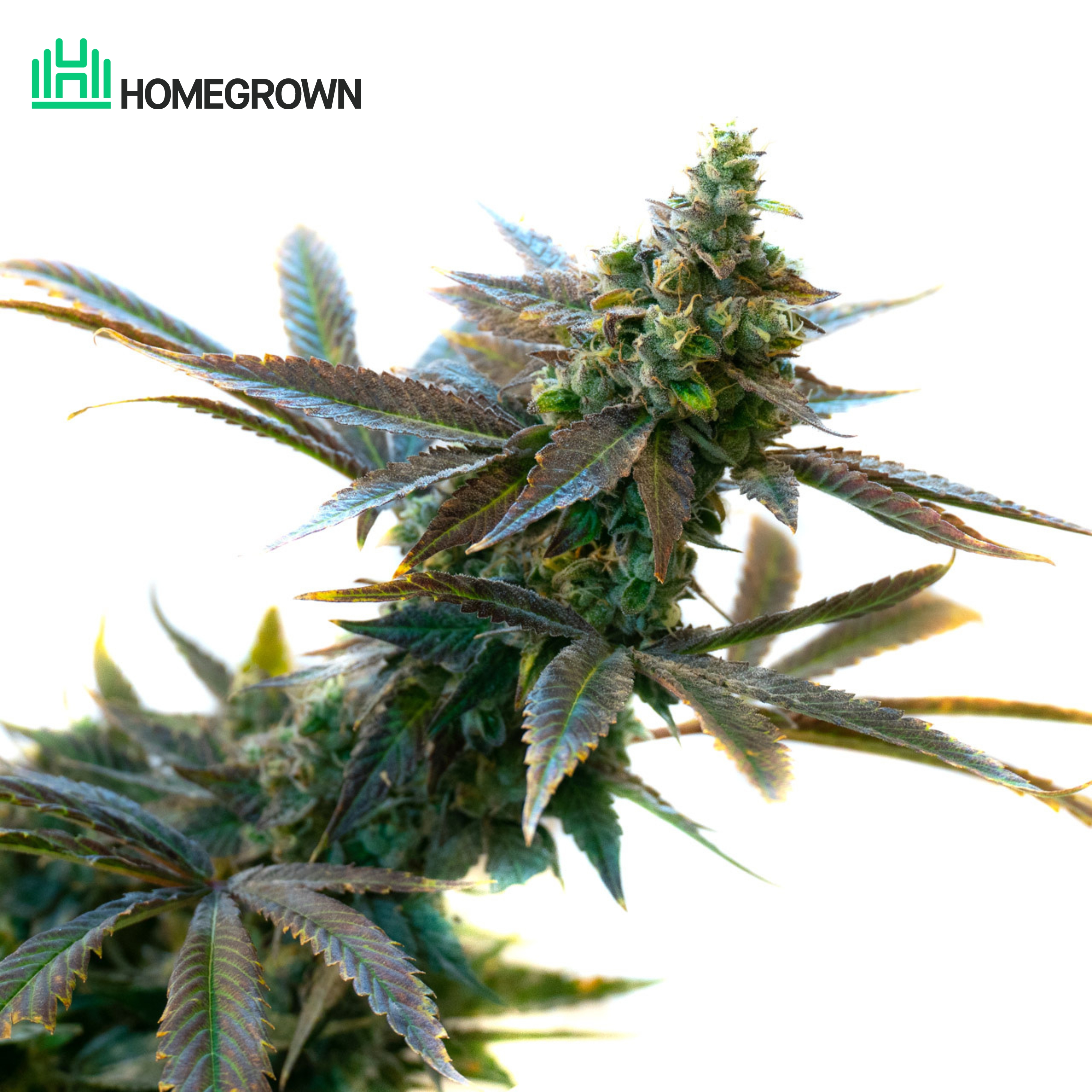 Pure Indica Feminized Cannabis Seeds