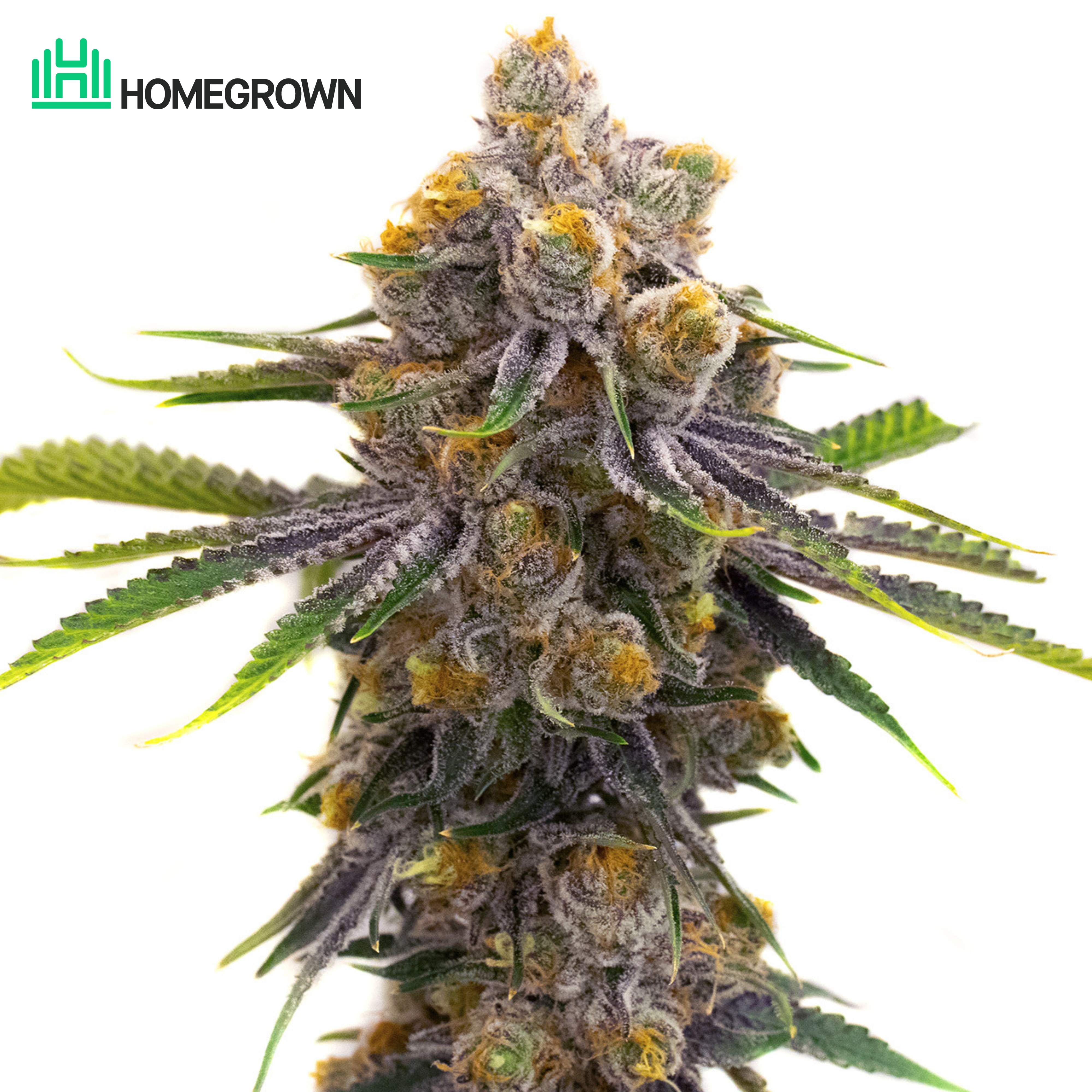Purple Punch Autoflower Cannabis Seeds