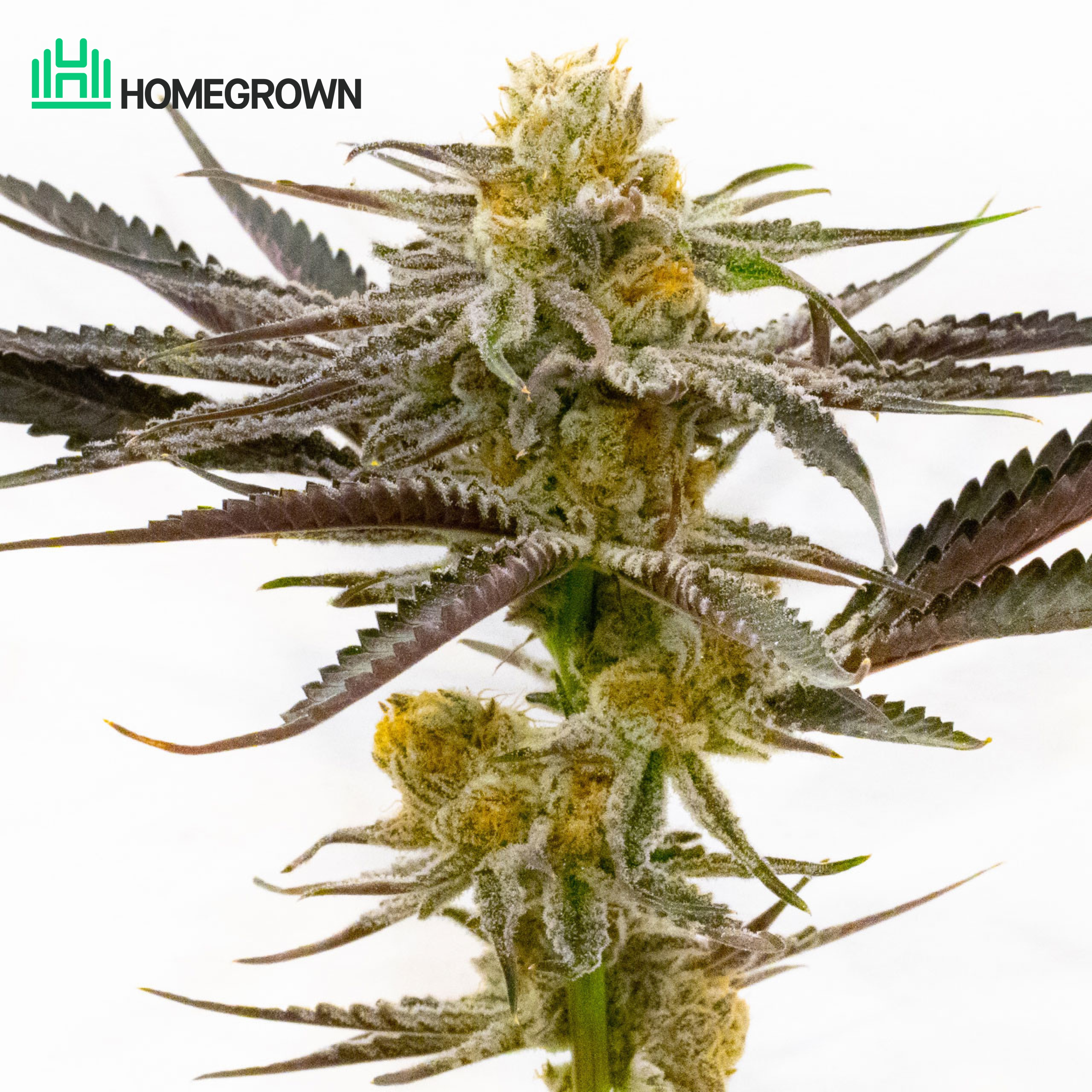 Tropicana Cookies Purple Feminized Cannabis Seeds