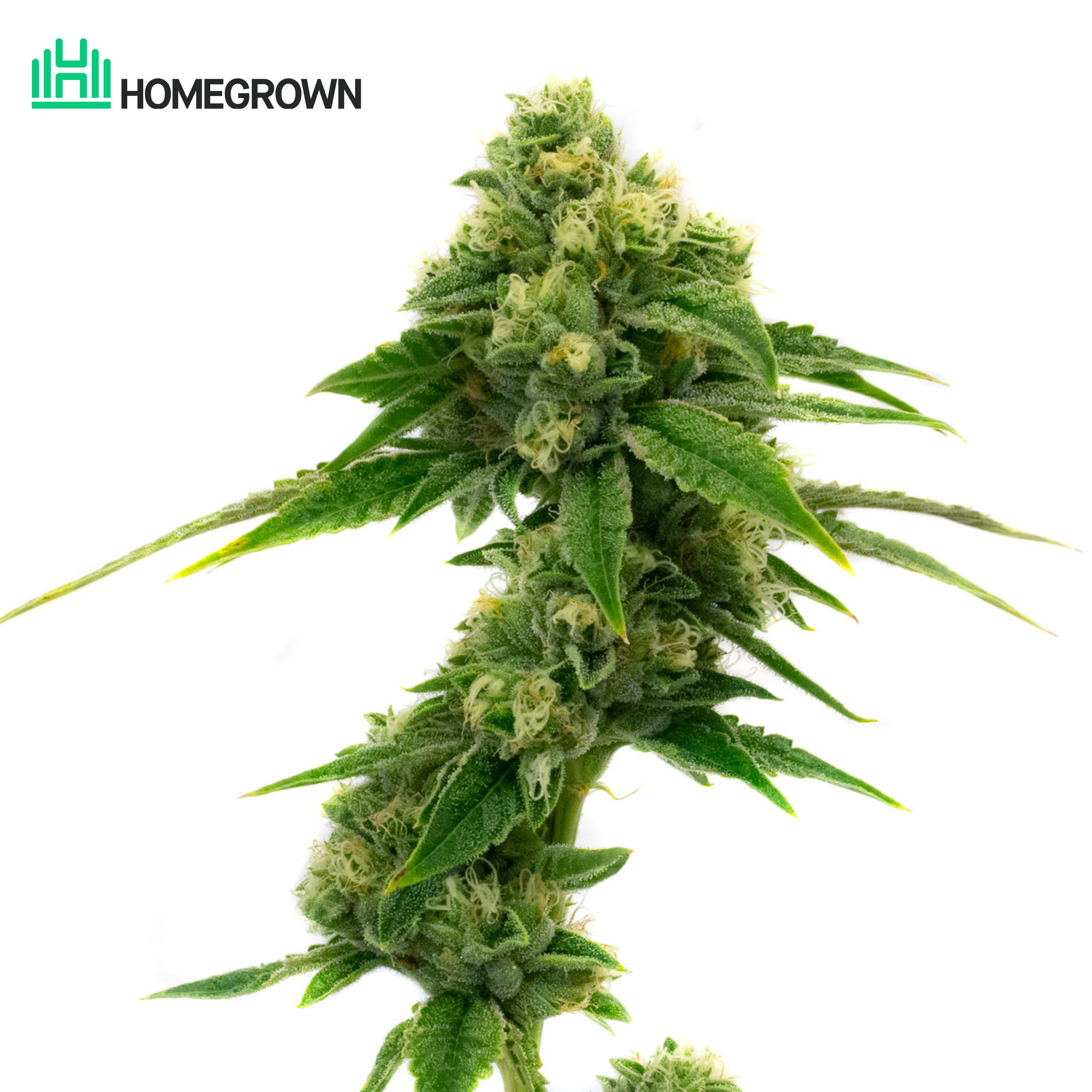 White Widow Autoflower Cannabis Seeds