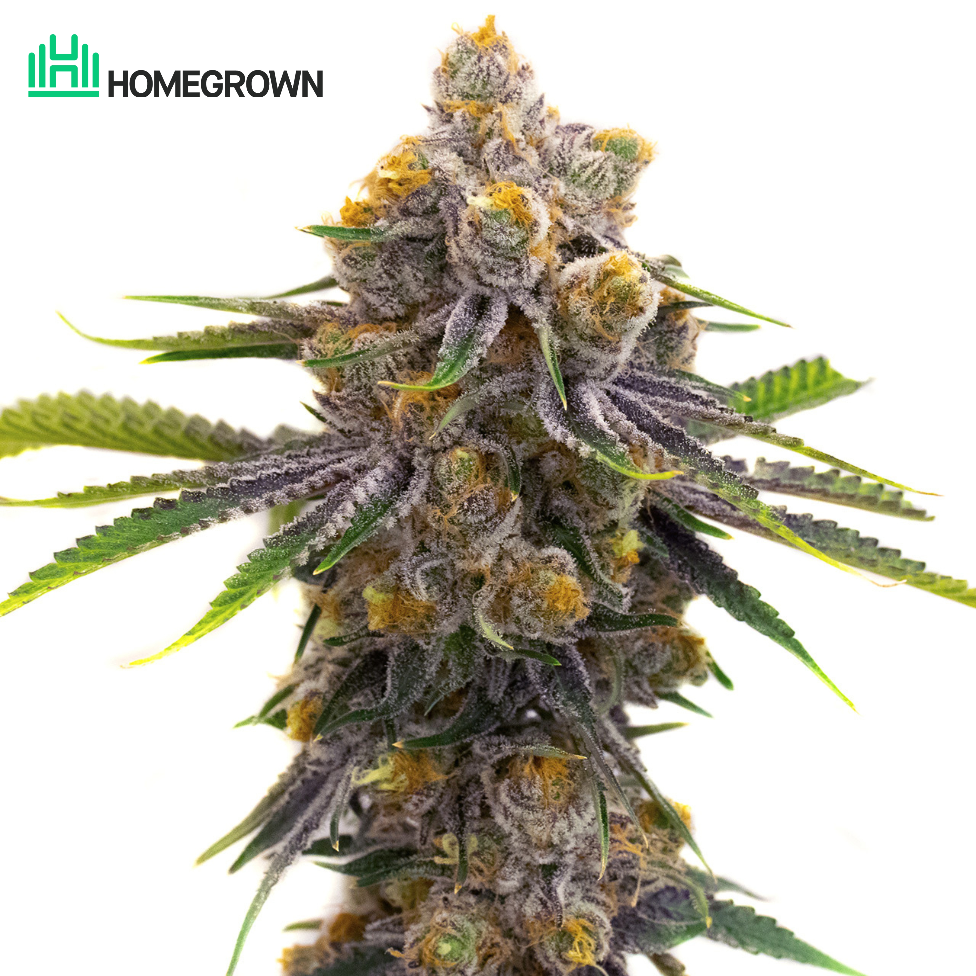 Purple Punch Feminized Cannabis Seeds