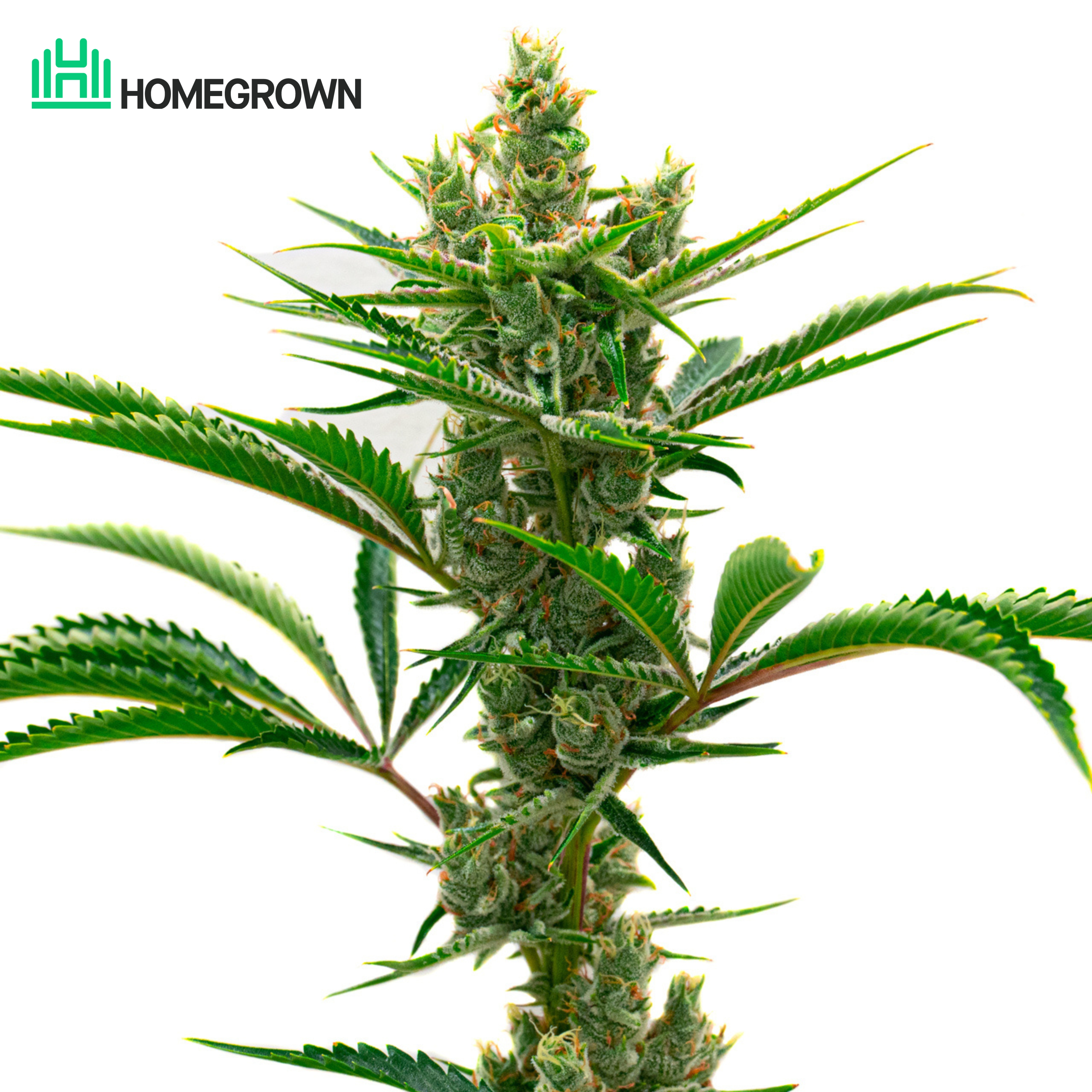 Runtz Feminized Cannabis Seeds