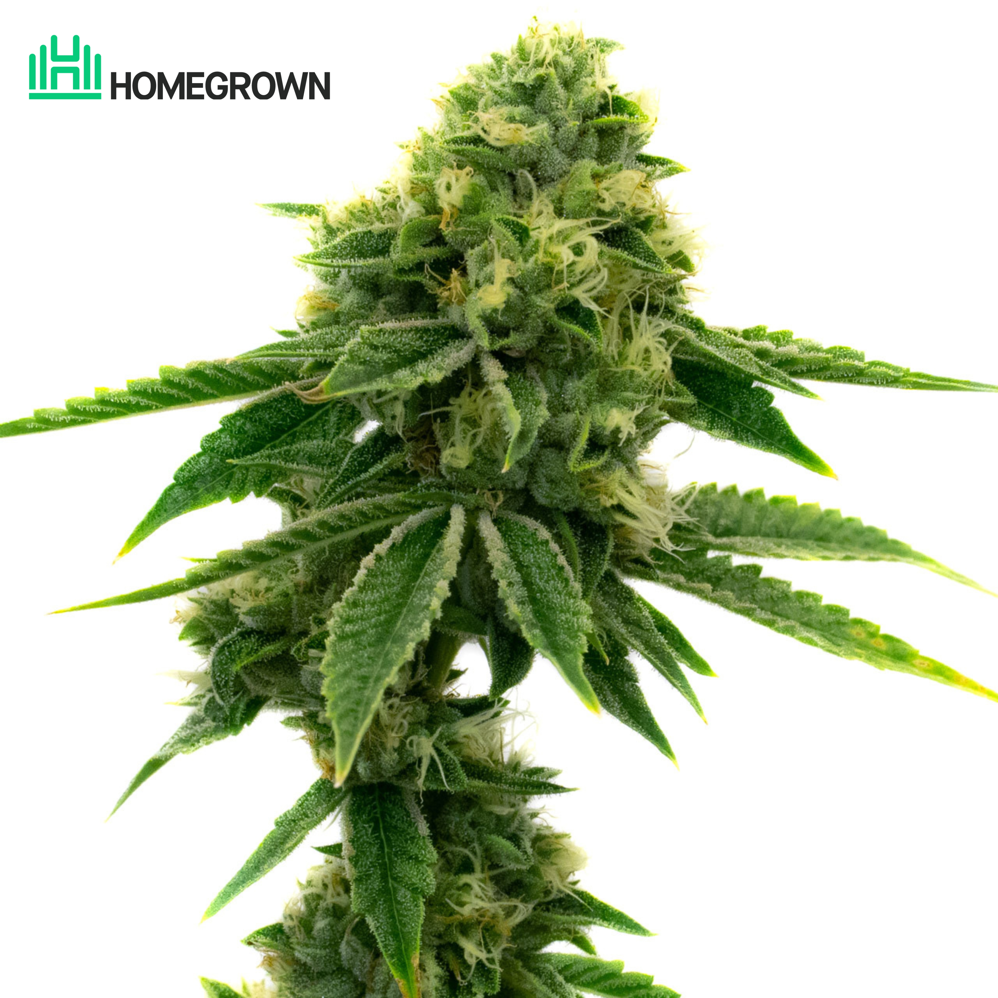 Sour Diesel Feminized Cannabis Seeds