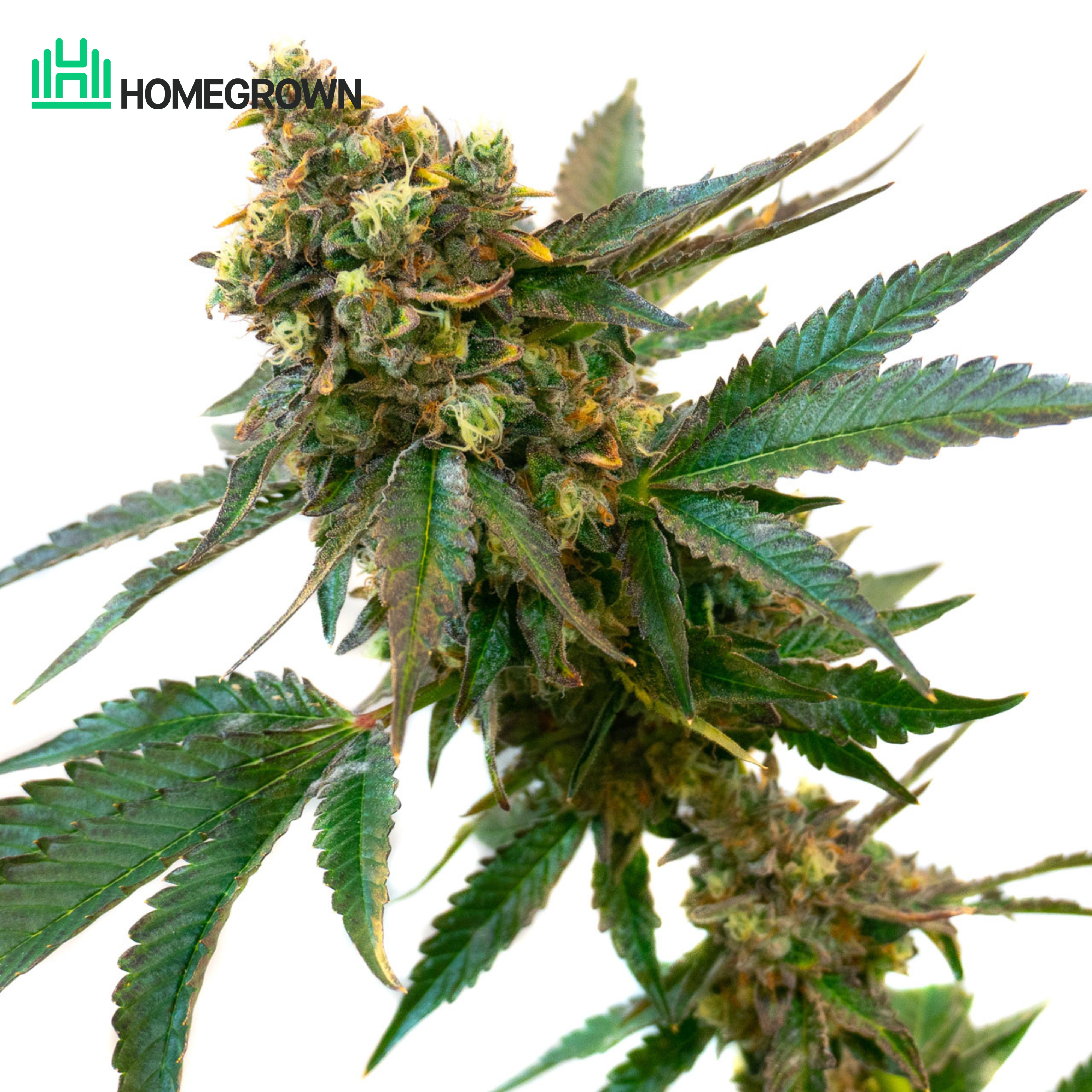Strawberry Cough Feminized Cannabis Seeds