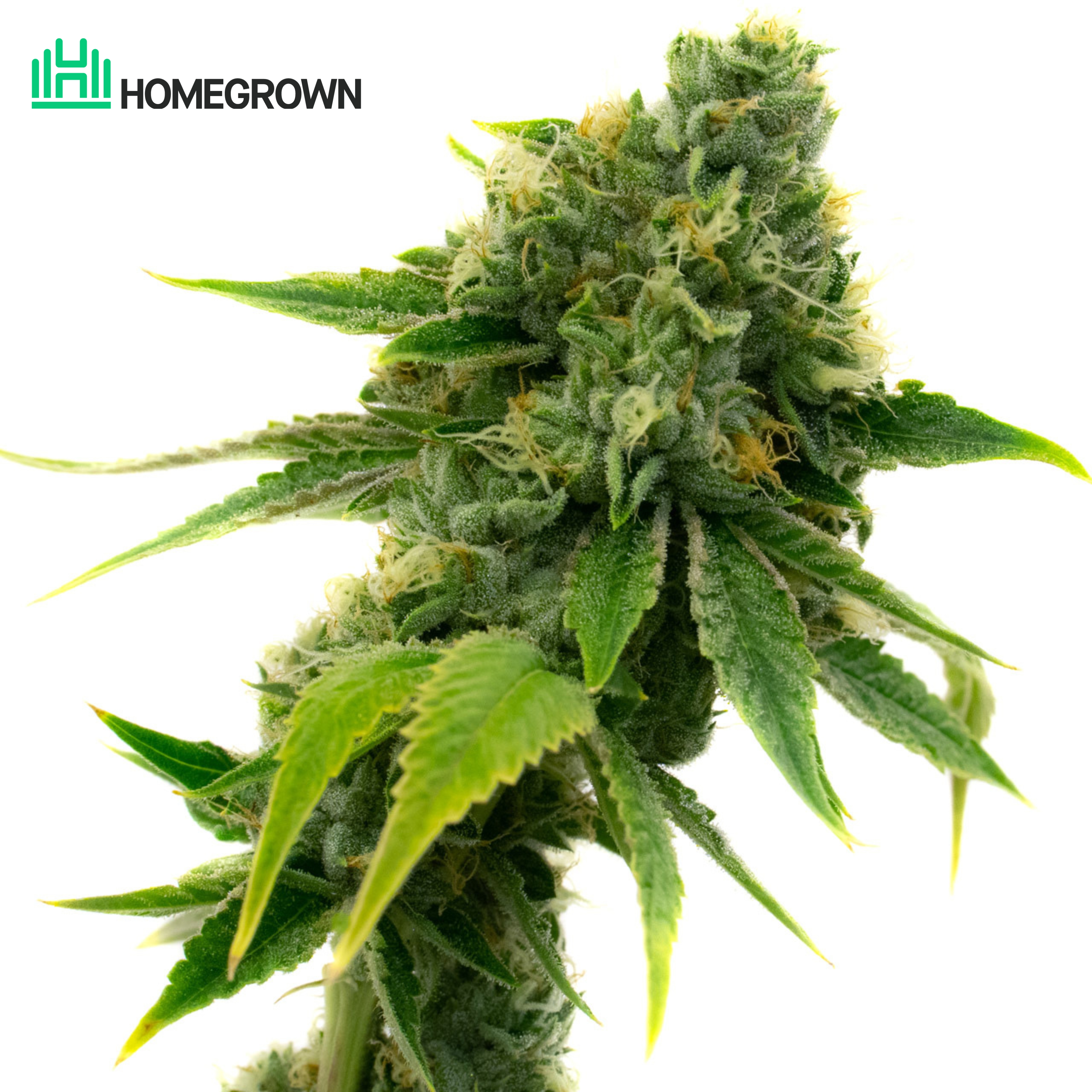 Strawberry Kush Feminized Cannabis Seeds