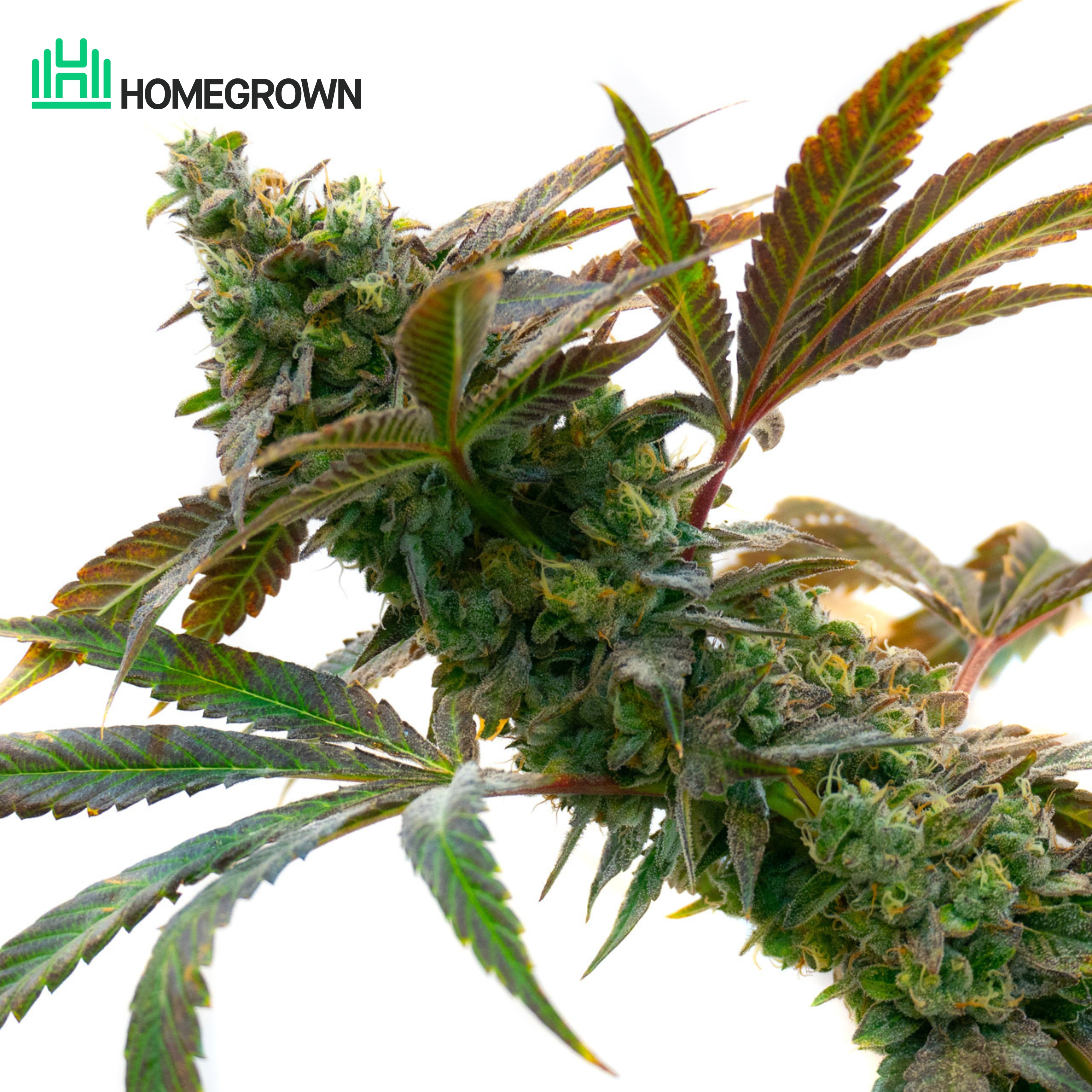 Wedding Cake Feminized Cannabis Seeds