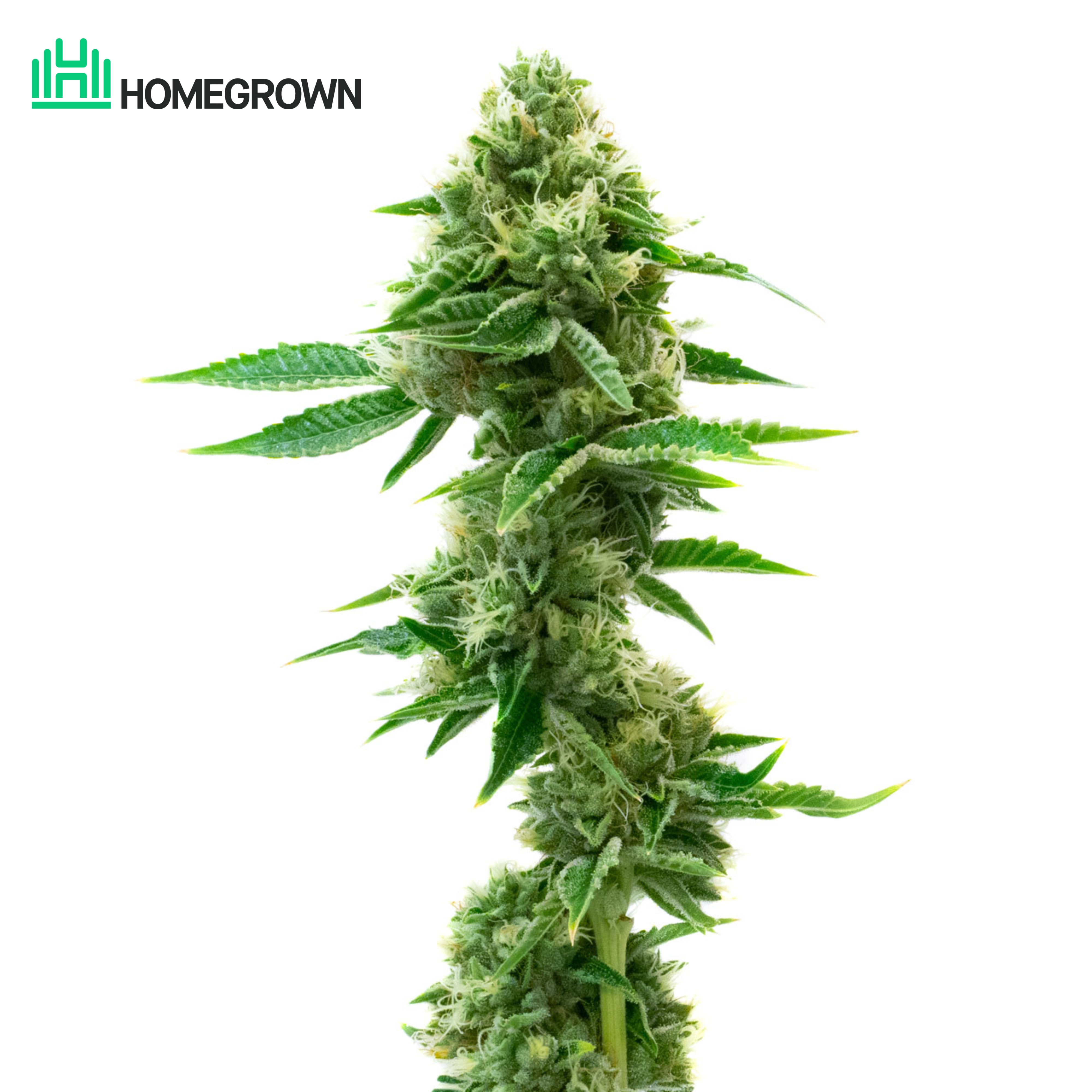White Rhino Feminized Cannabis Seeds