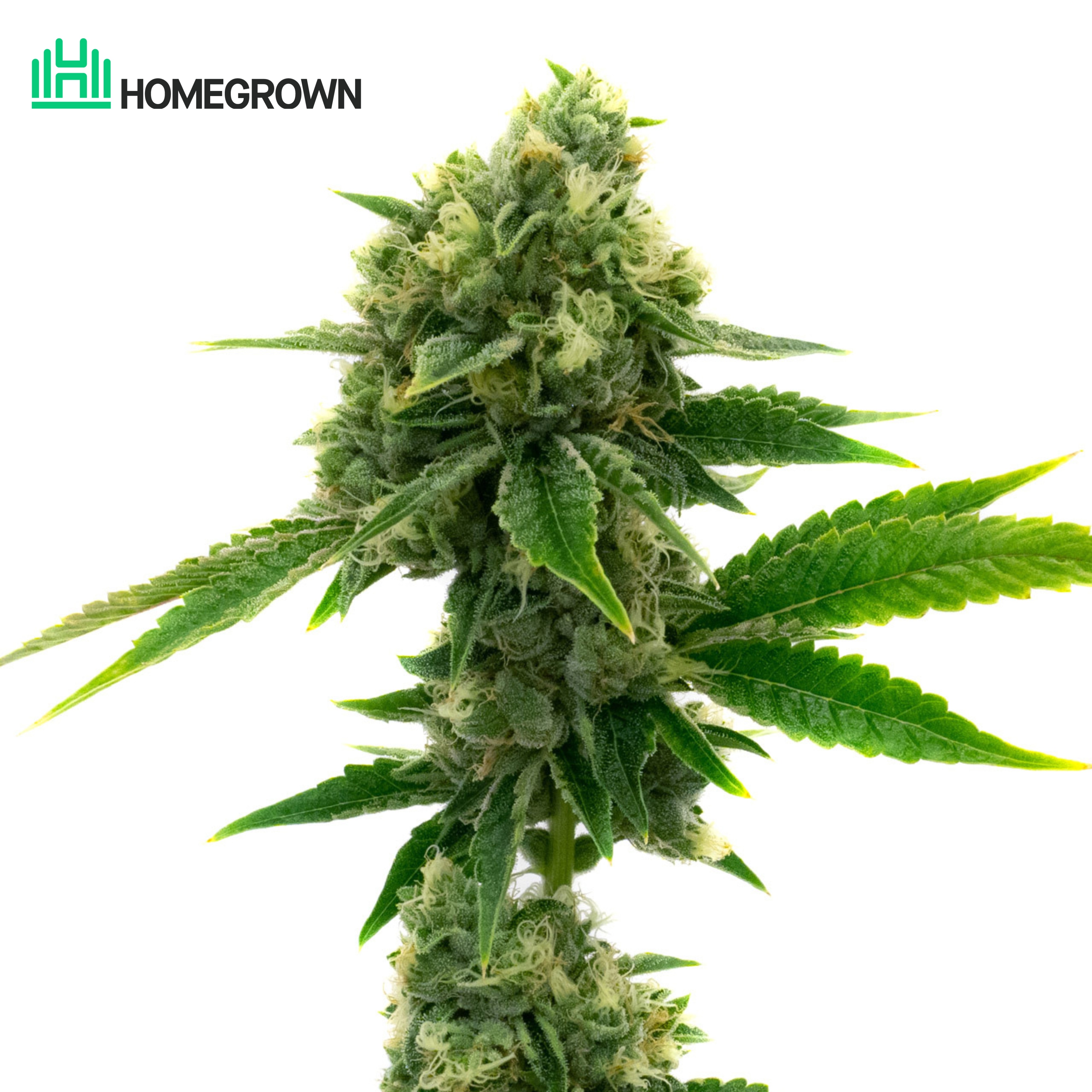 White Widow Feminized Cannabis Seeds