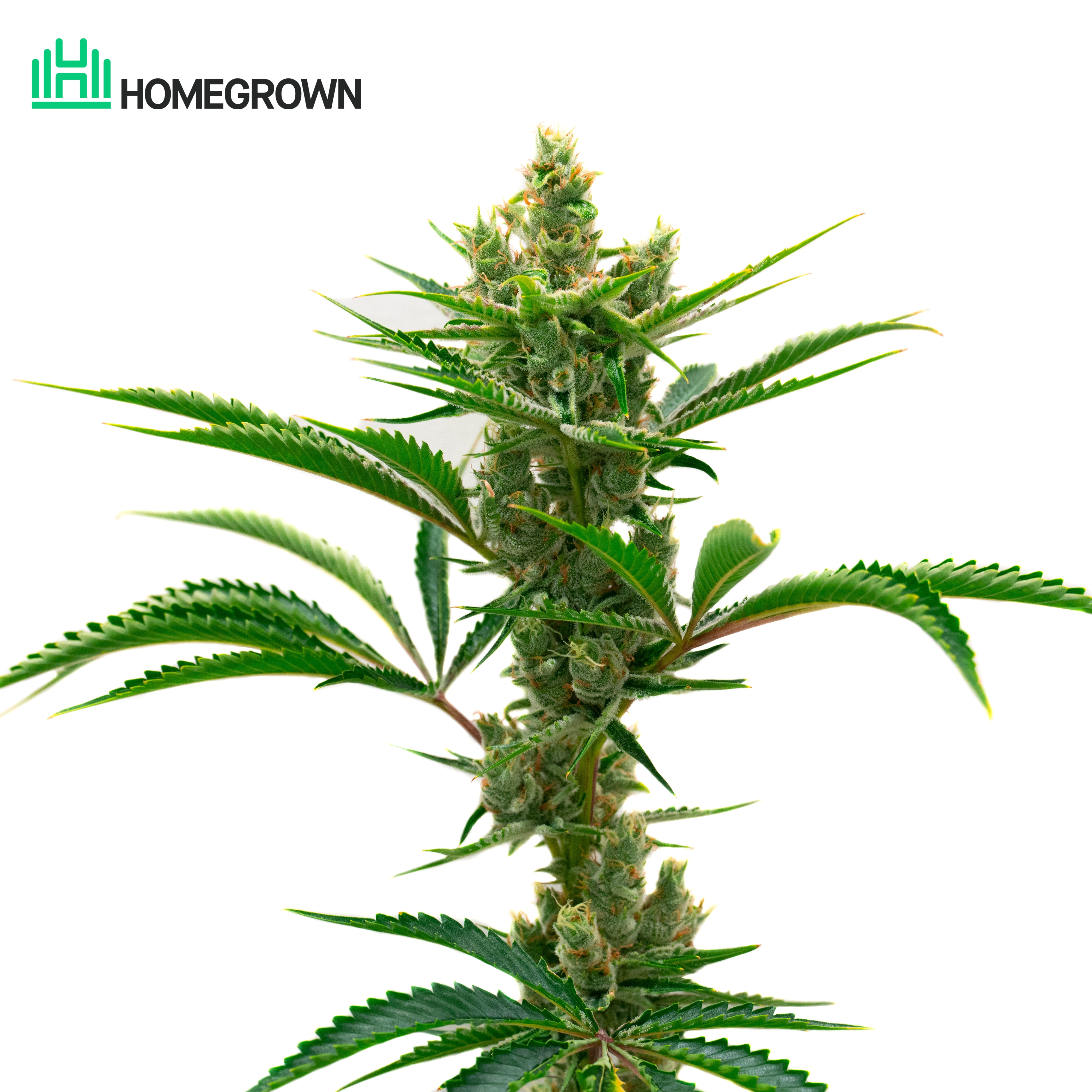 Runtz Autoflower Cannabis Seeds