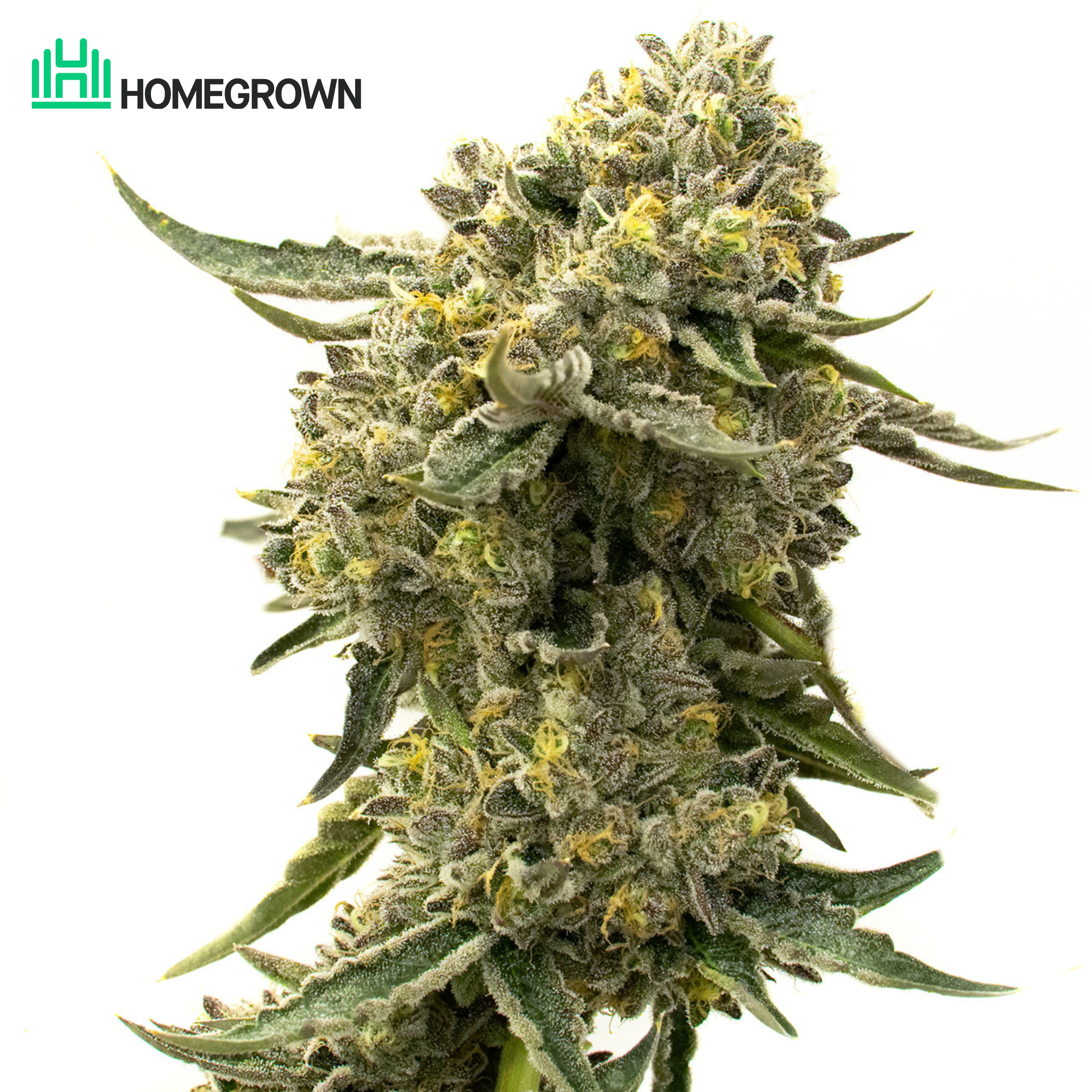 Skywalker OG Feminized Cannabis Seeds