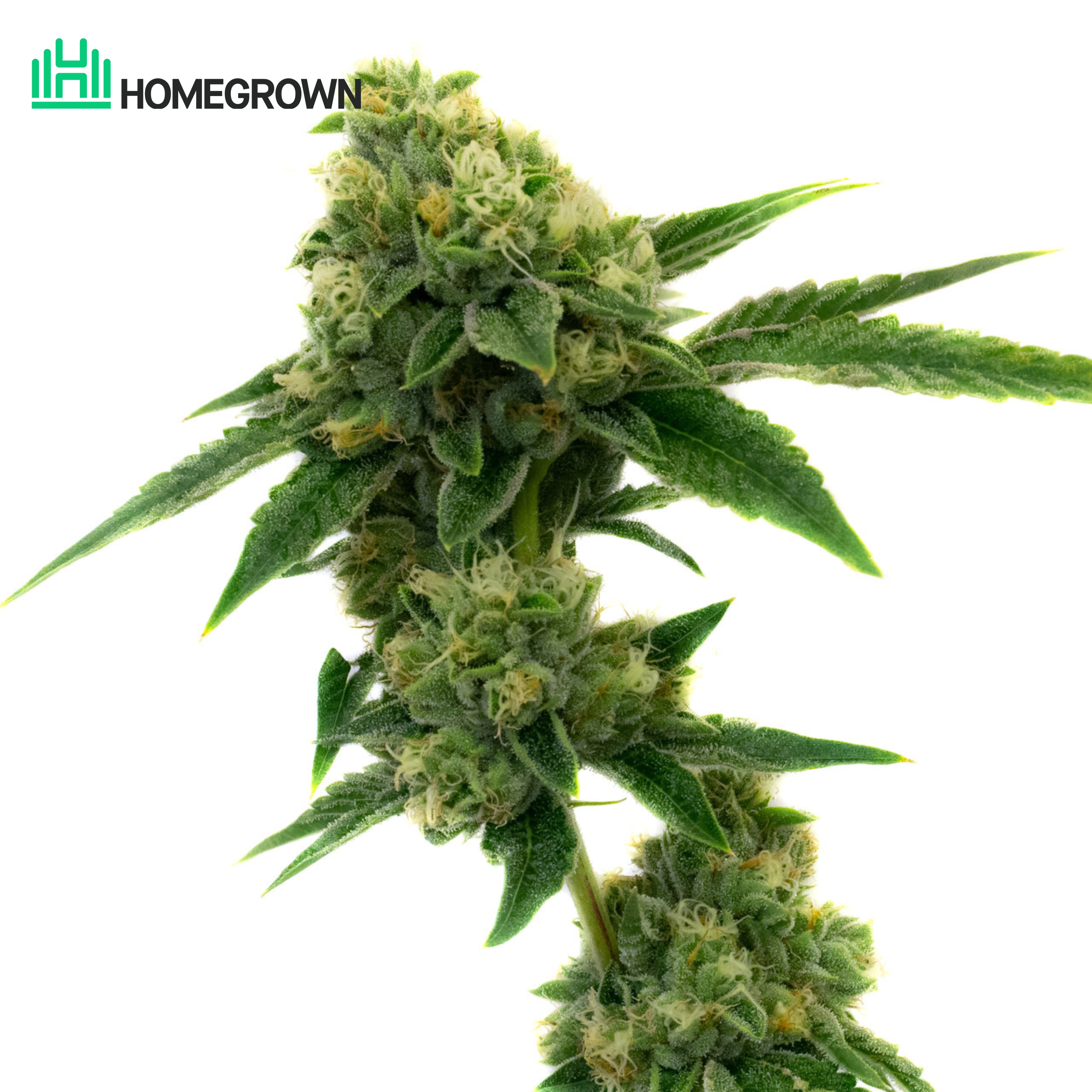 Sour Diesel Autoflower Cannabis Seeds