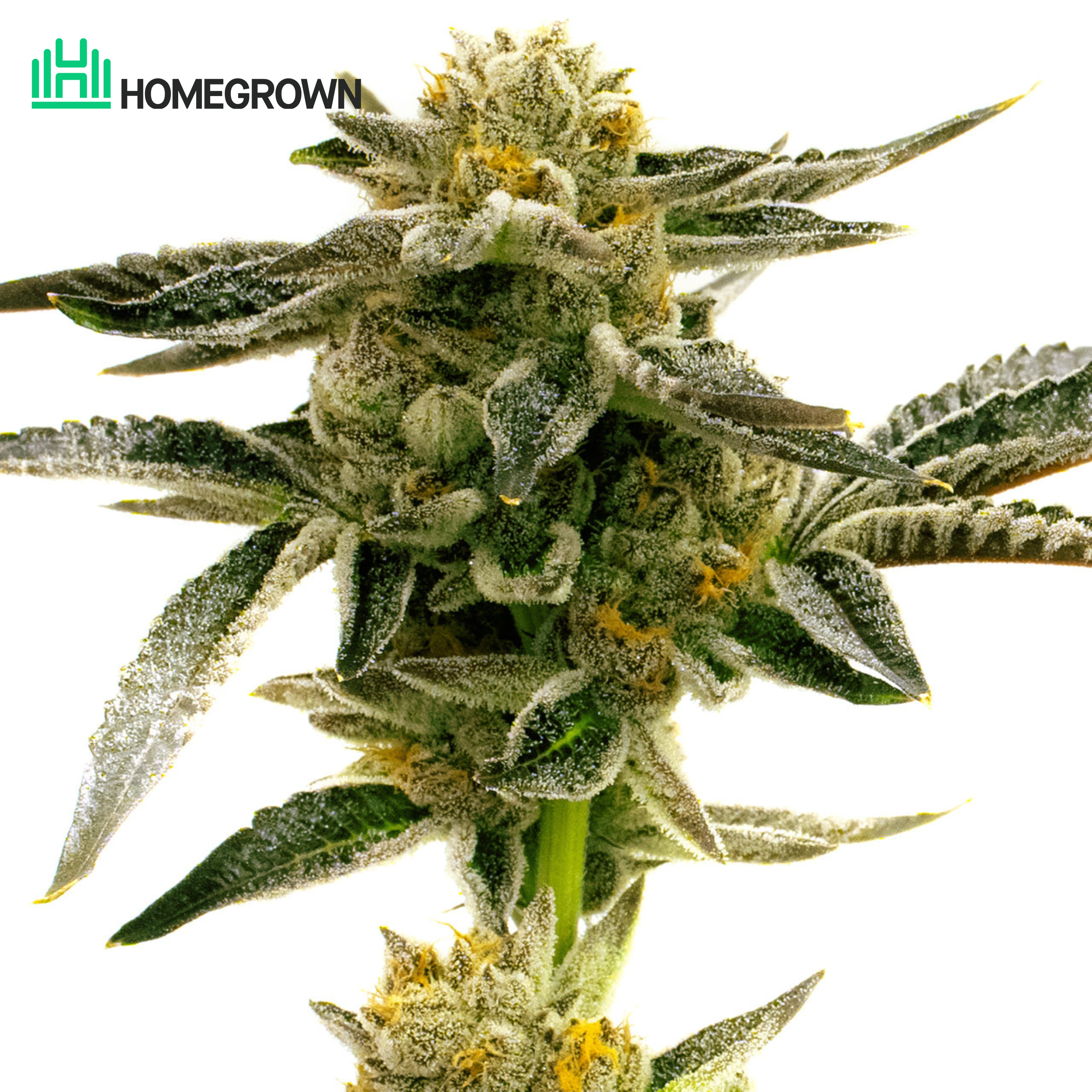 Sunset Sherbet Feminized Cannabis Seeds