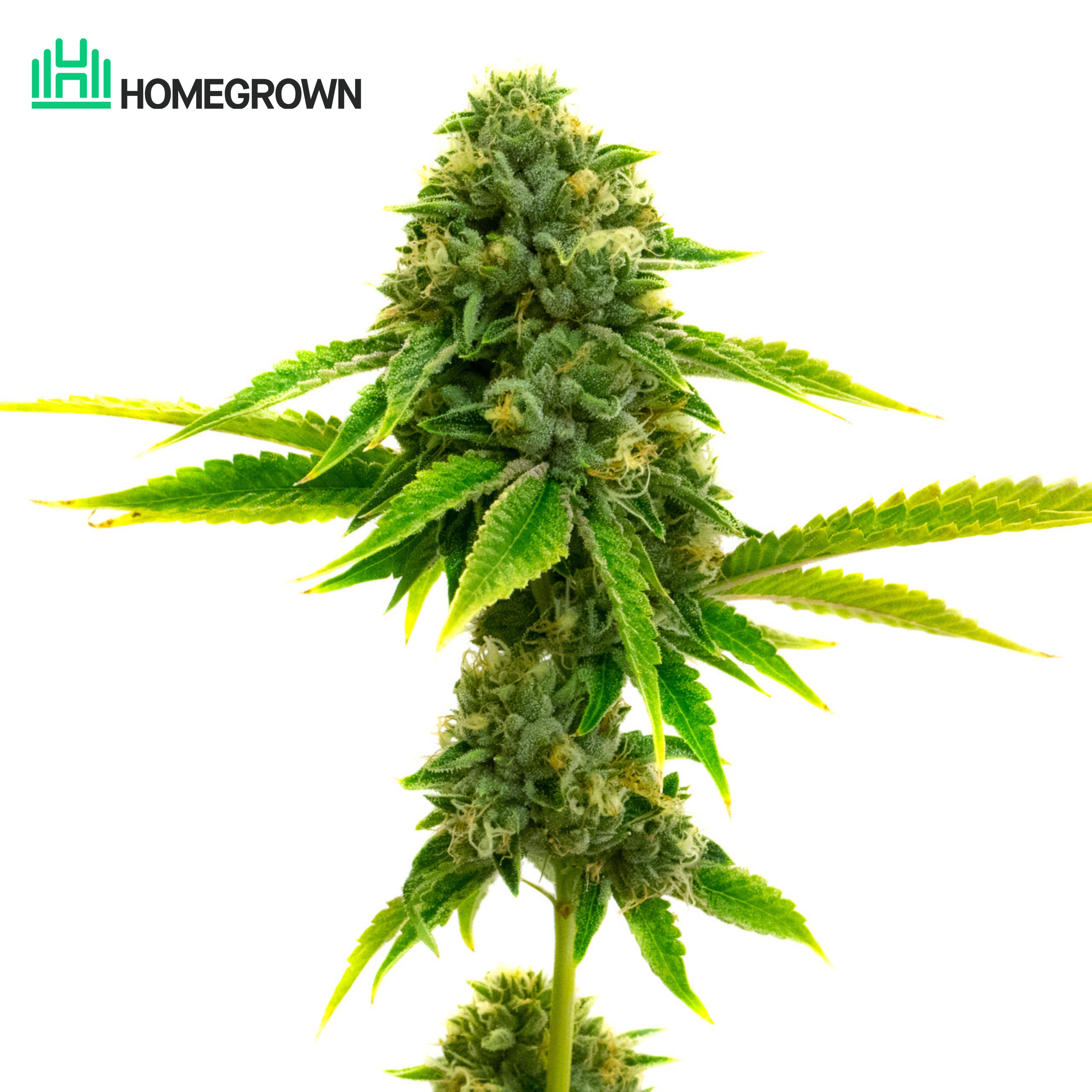 Super Lemon Haze Autoflower Seeds