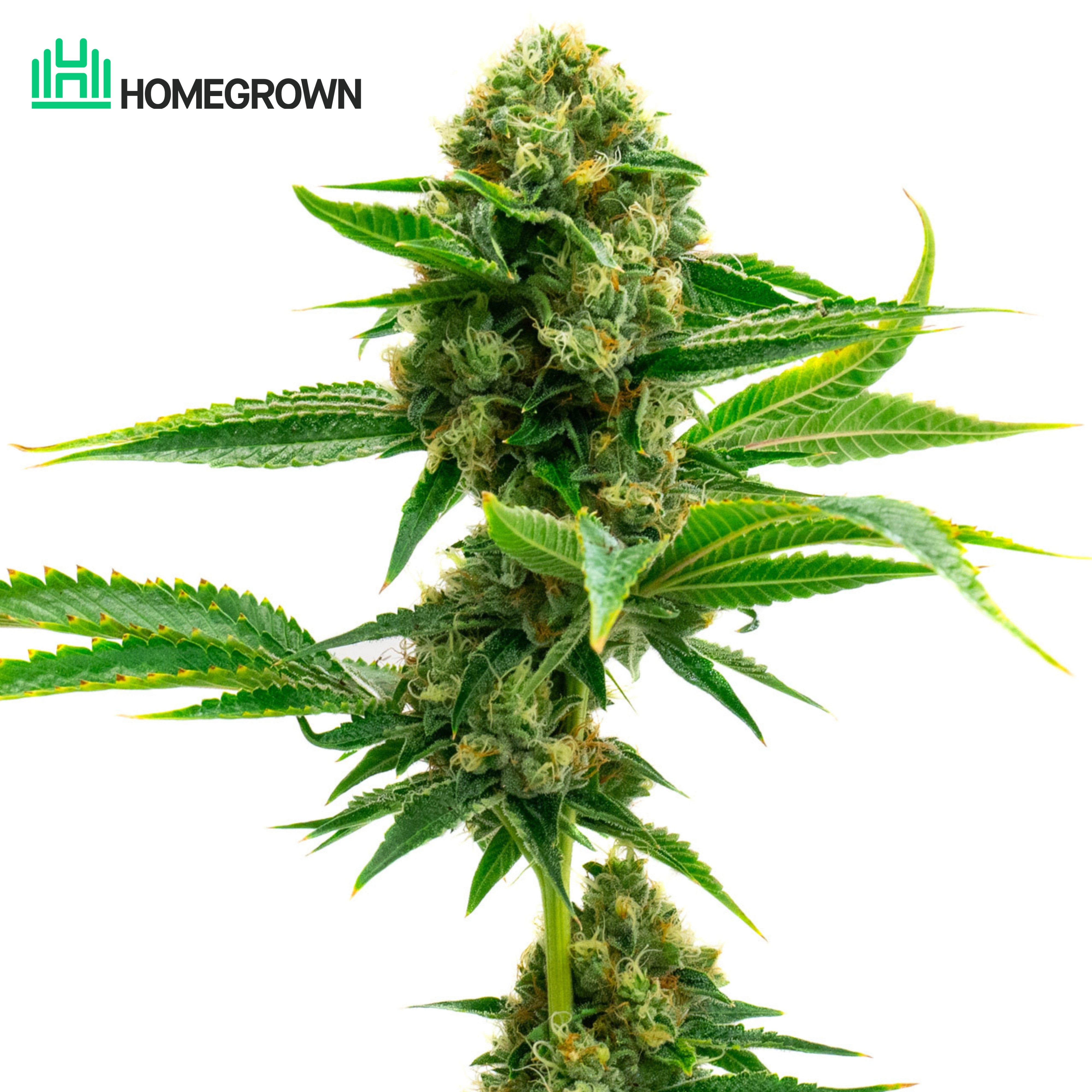 Super Skunk Autoflower Cannabis Seeds