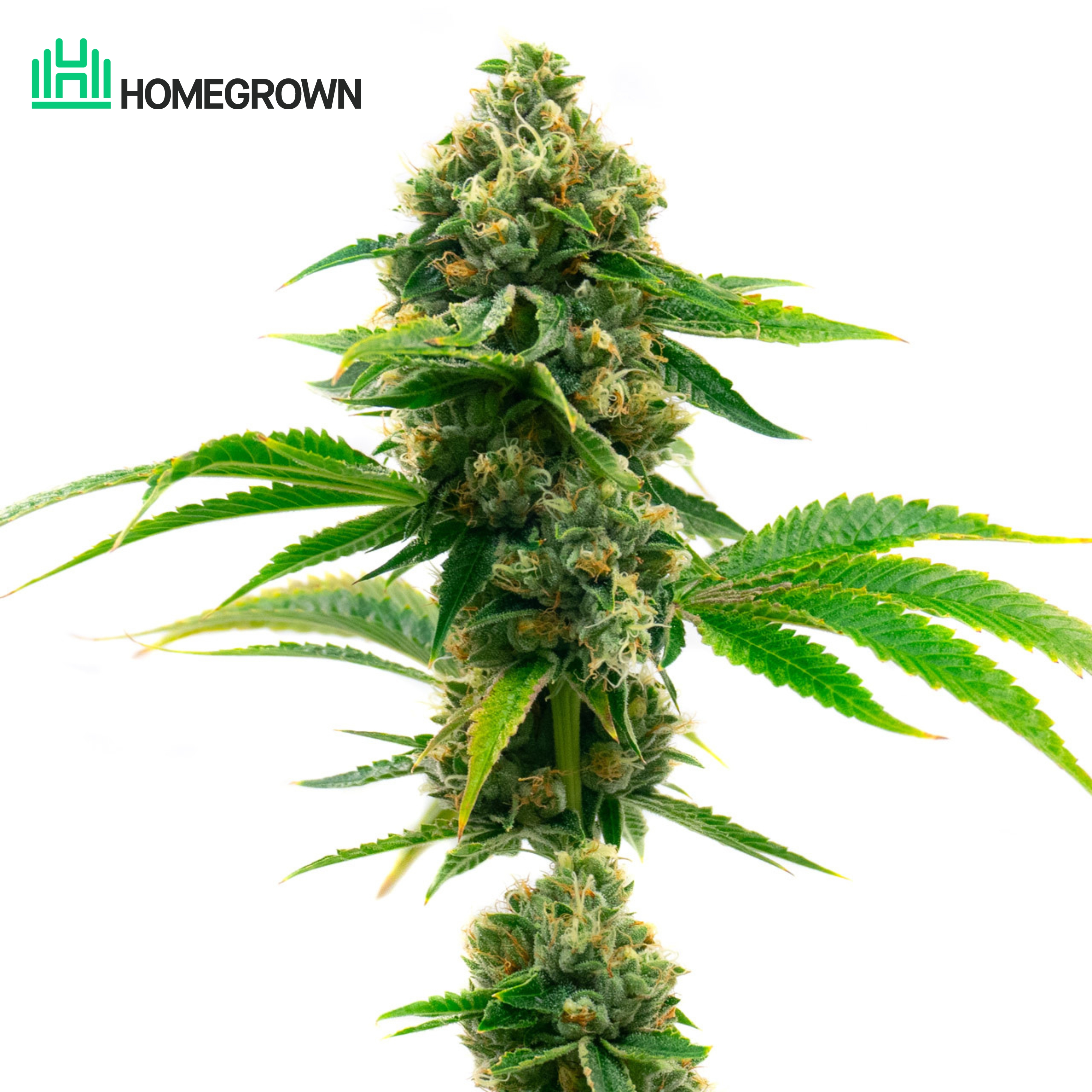 Super Skunk Feminized Cannabis Seeds