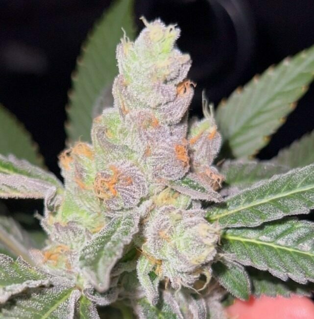 Apples and Bananas Strain Marijuana Teen Plants