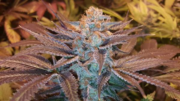 Fruity Pebbles Strain Cannabis Teen Plants