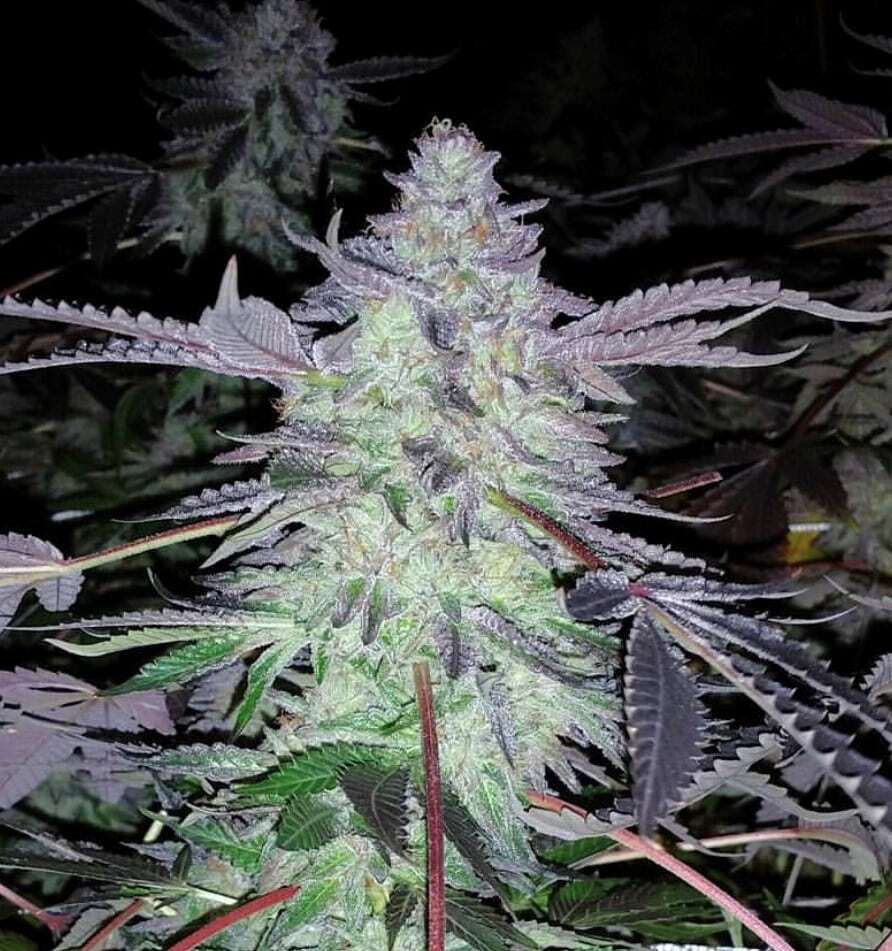 Gelato 45 Strain Marijuana Teen Plants