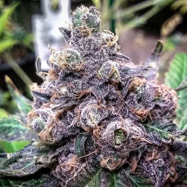 Granddaddy Purple Strain Marijuana Teen Plants