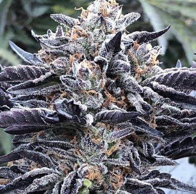 Grape Pie Strain Marijuana Teen Plants