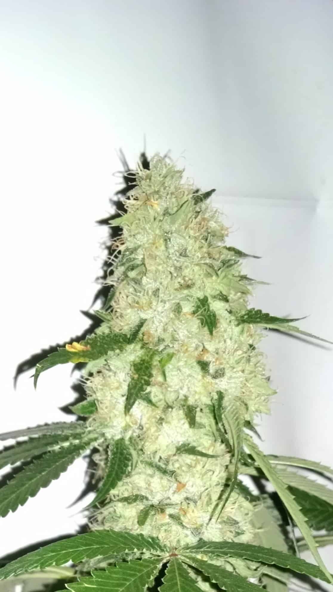 San Fernando Valley OG Strain Marijuana Teen Plants