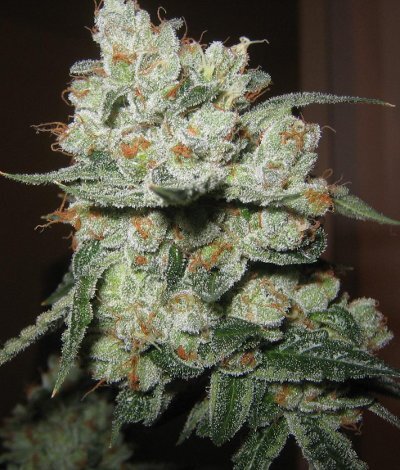 White Fire OG Strain Marijuana Teen Plants