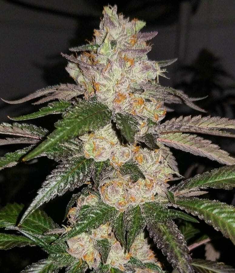 Animal Cookies Strain Cannabis Teen Plants