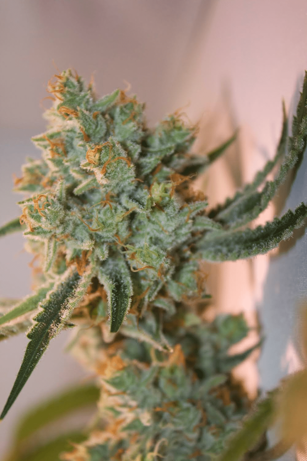 Gorilla Glue #4 Strain Marijuana Teen Plants