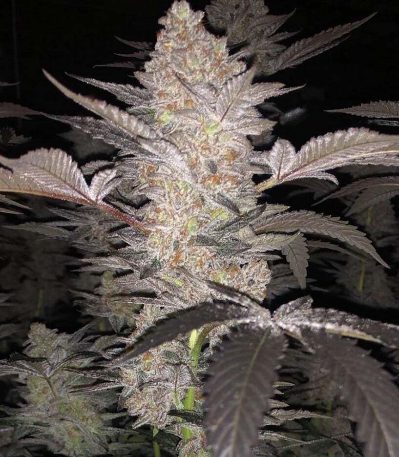 Mimosa Strain Marijuana Teen Plants