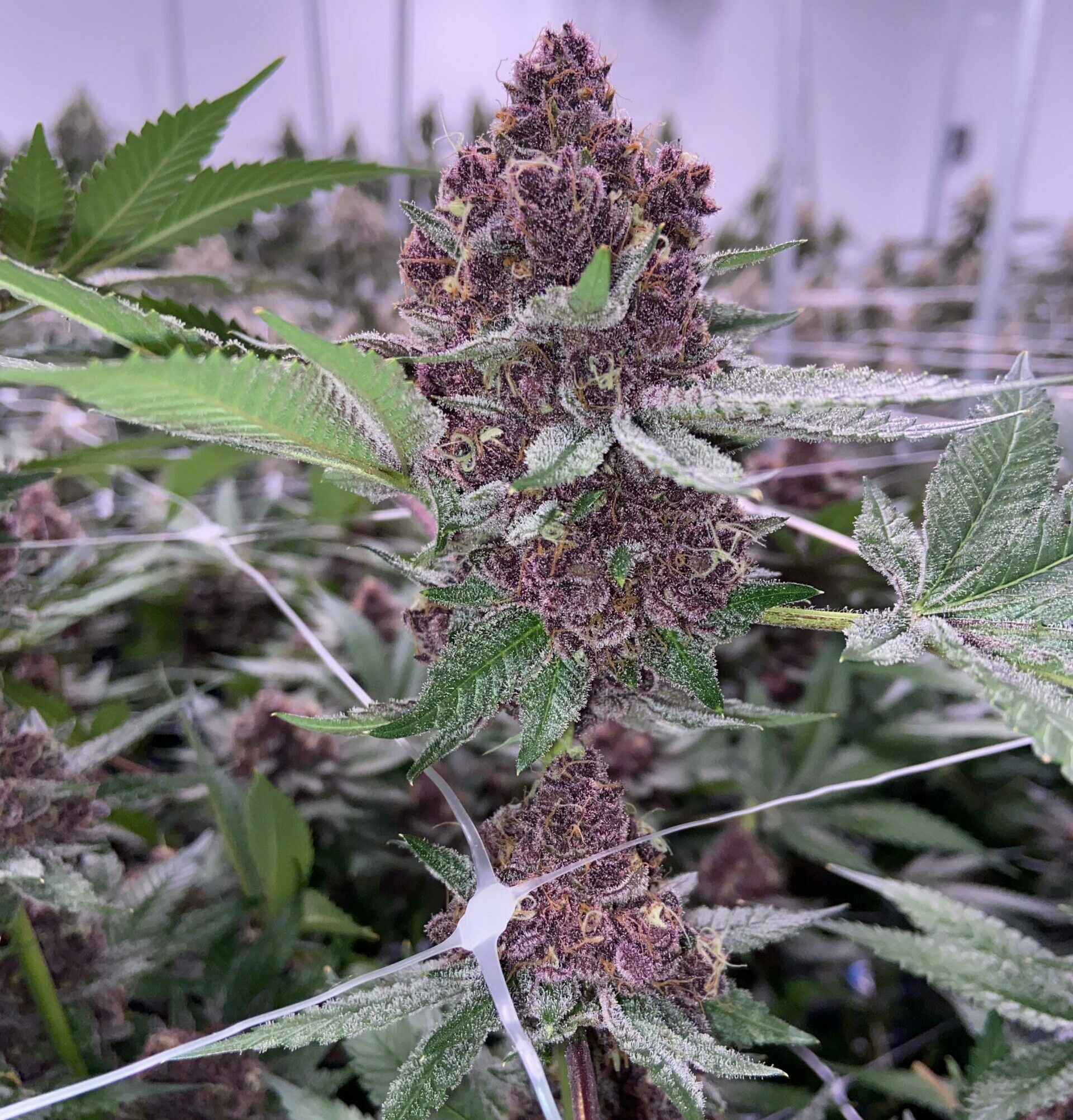Tropicana Cherry Strain Marijuana Teen Plants