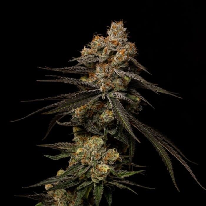 Black Cherry Gelato Strain Marijuana Teen Plants